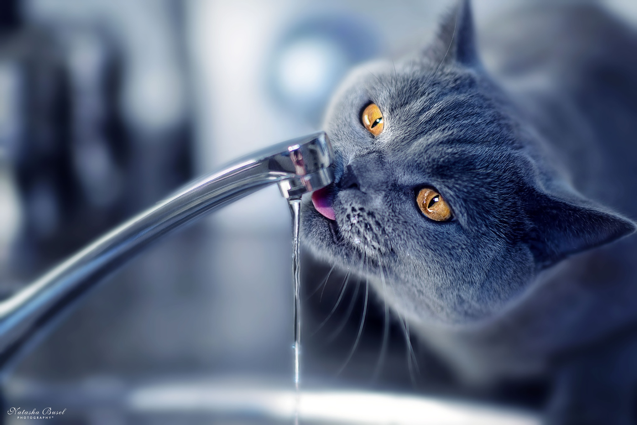 Пьет ли кошка воду. Кот пьет воду. Кот пьет из крана. Кот и кран с водой. Кошка под краном.