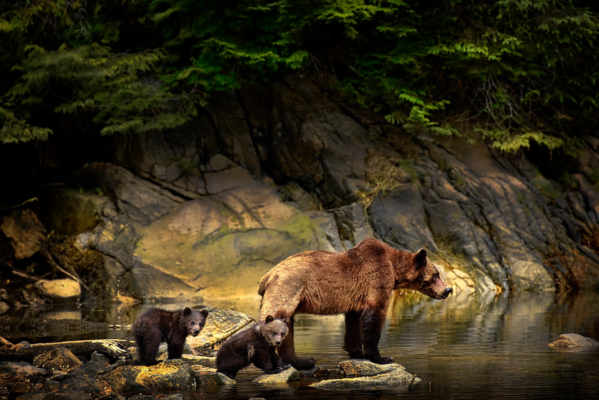 Покажите дикую природу. Медведь в лесу. Красивая природа с животными. Медведь в дикой природе. Лес с животными.