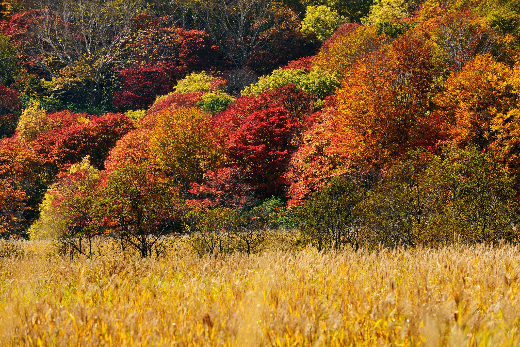 Осень какая трава. Растения осенью. Растительный мир осенью. Осень природа растения. Осенняя трава.
