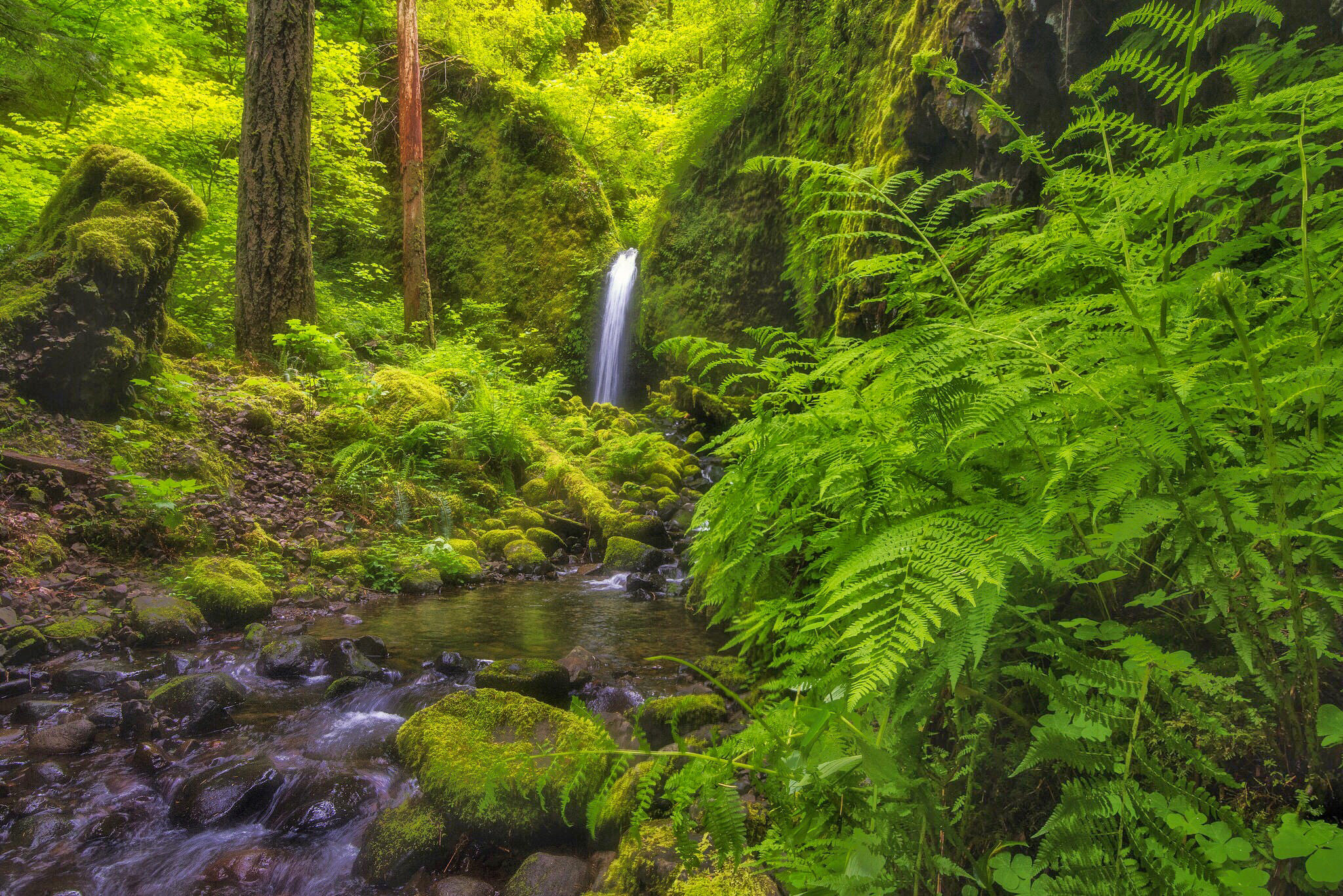 Обои лес, водопад, Орегон, речка, папоротник, Oregon, Columbia River Gorge,  Mossy Grotto Falls на телефон и рабочий стол, раздел природа, разрешение  2048x1367 - скачать