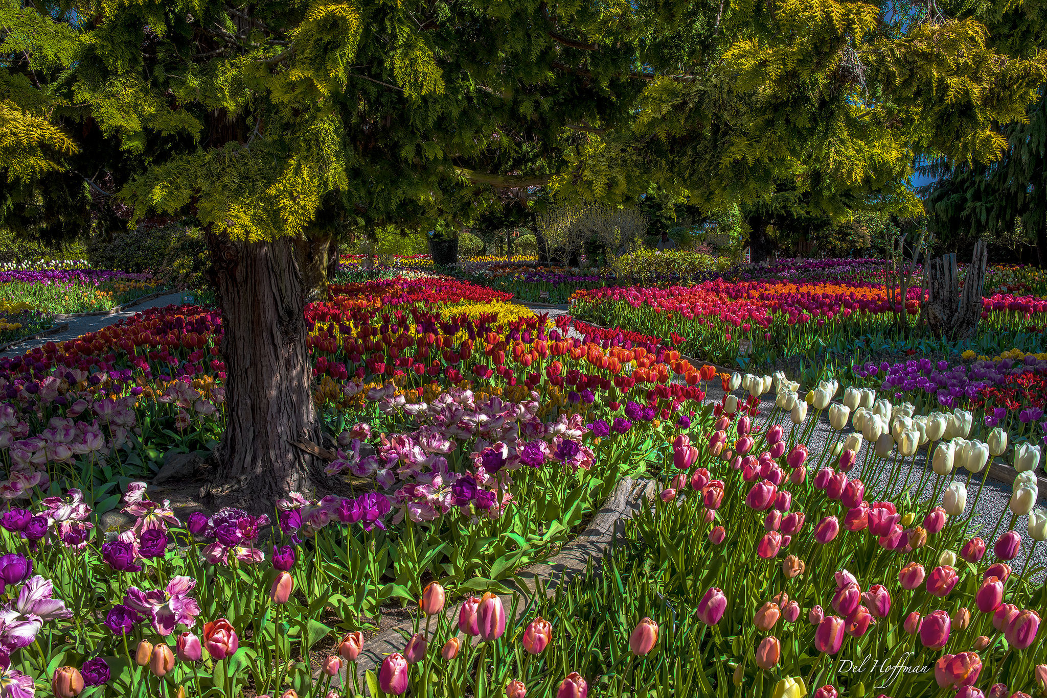 Видео сада с цветами. Парк Асикага тюльпаны. Сад - Асикага тюльпаны.. Парк Асикага цветение тюльпанов. Флауэрс Гарден парк.