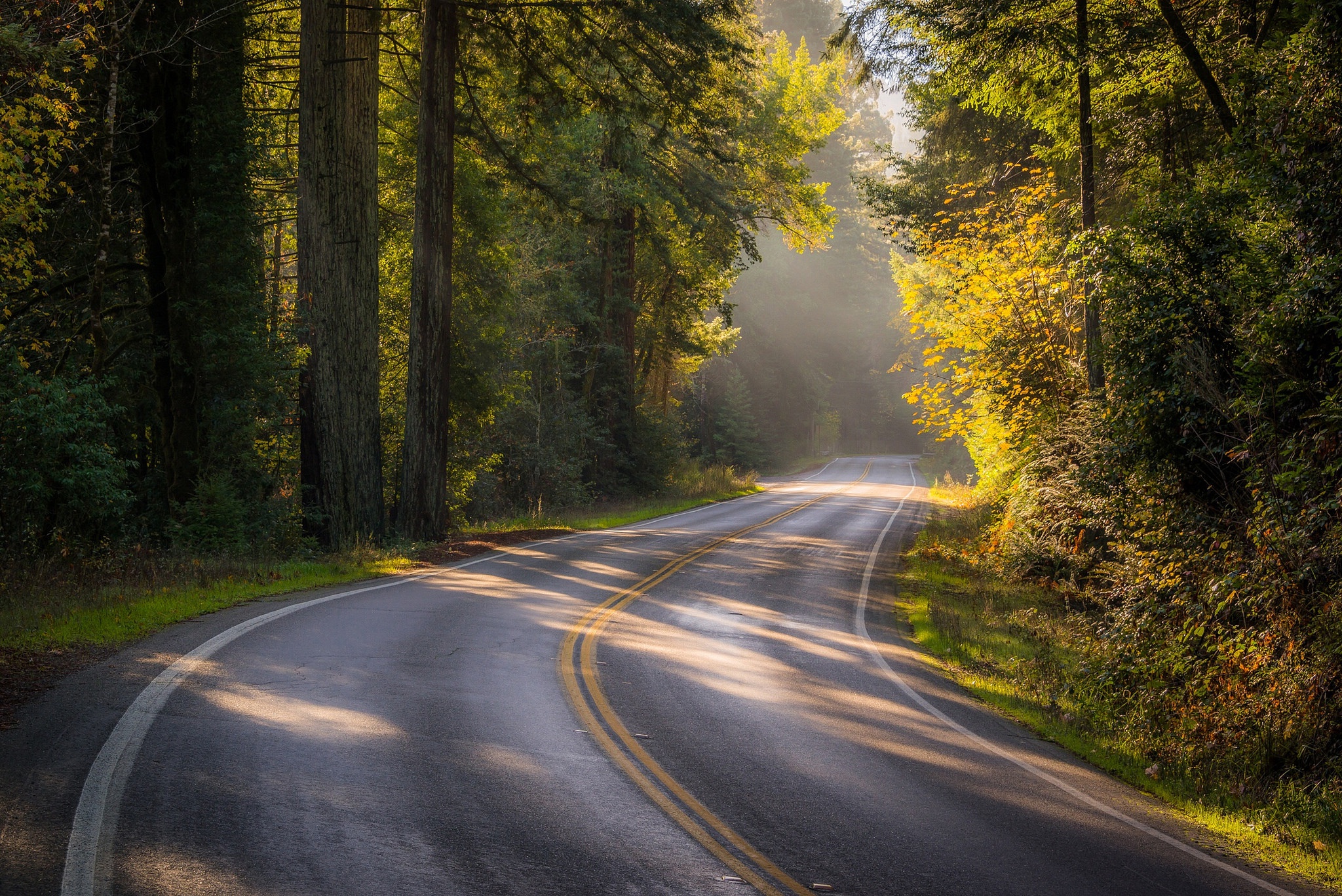 Дорога ведет в лес. Дорога в лесу. Лесная дорога. Красивая дорога. Пейзаж с дорогой.