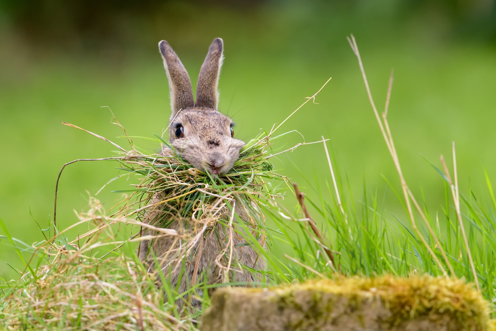 Grass animals. Зайчик в траве. Заяц Лесной. Дикий кролик. Кролики в природе.