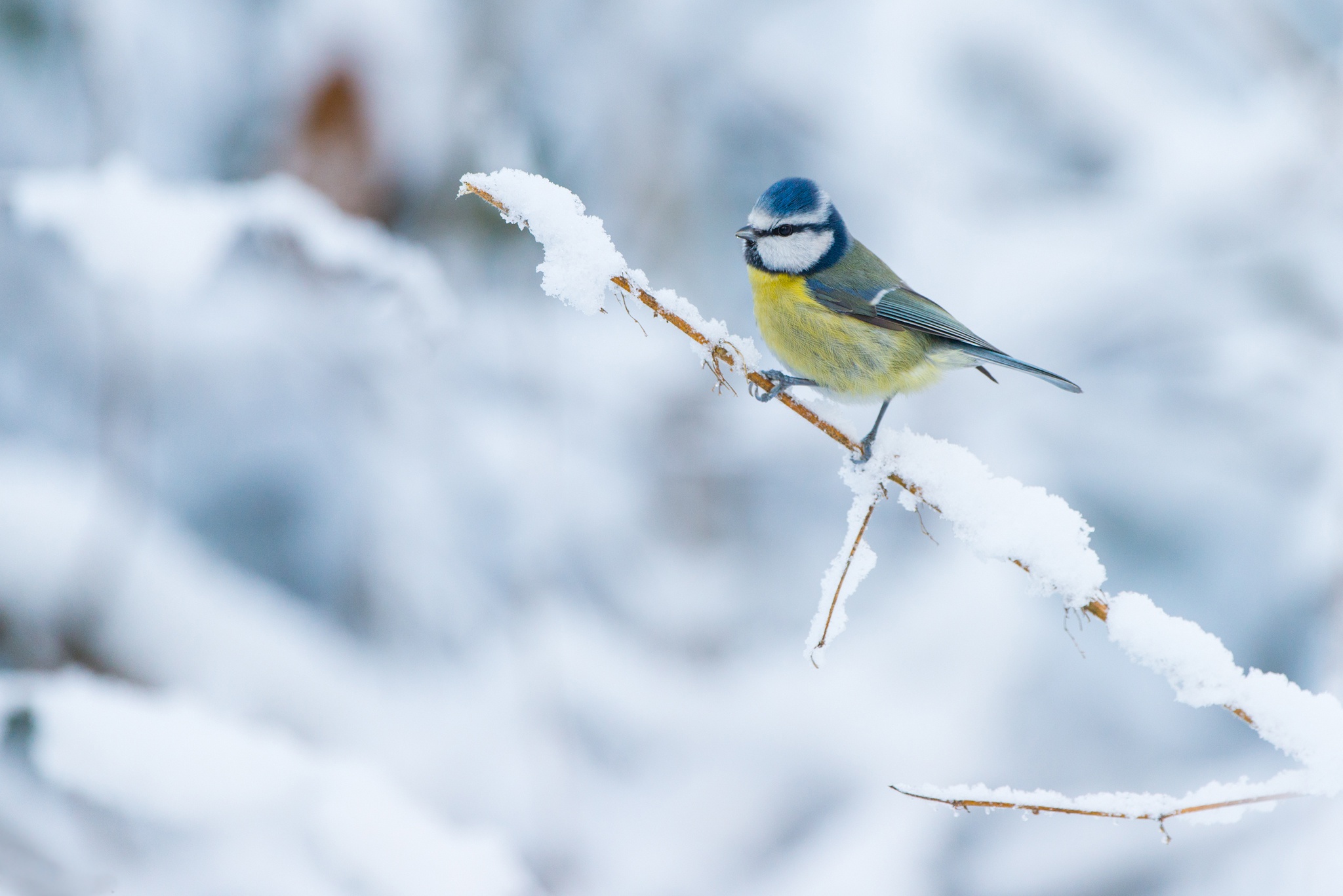Синицы улетают на зиму. Синица лазоревка зимой. Лазоревка зимующая птица. Зимующие птицы синица. Зинзивер синица.