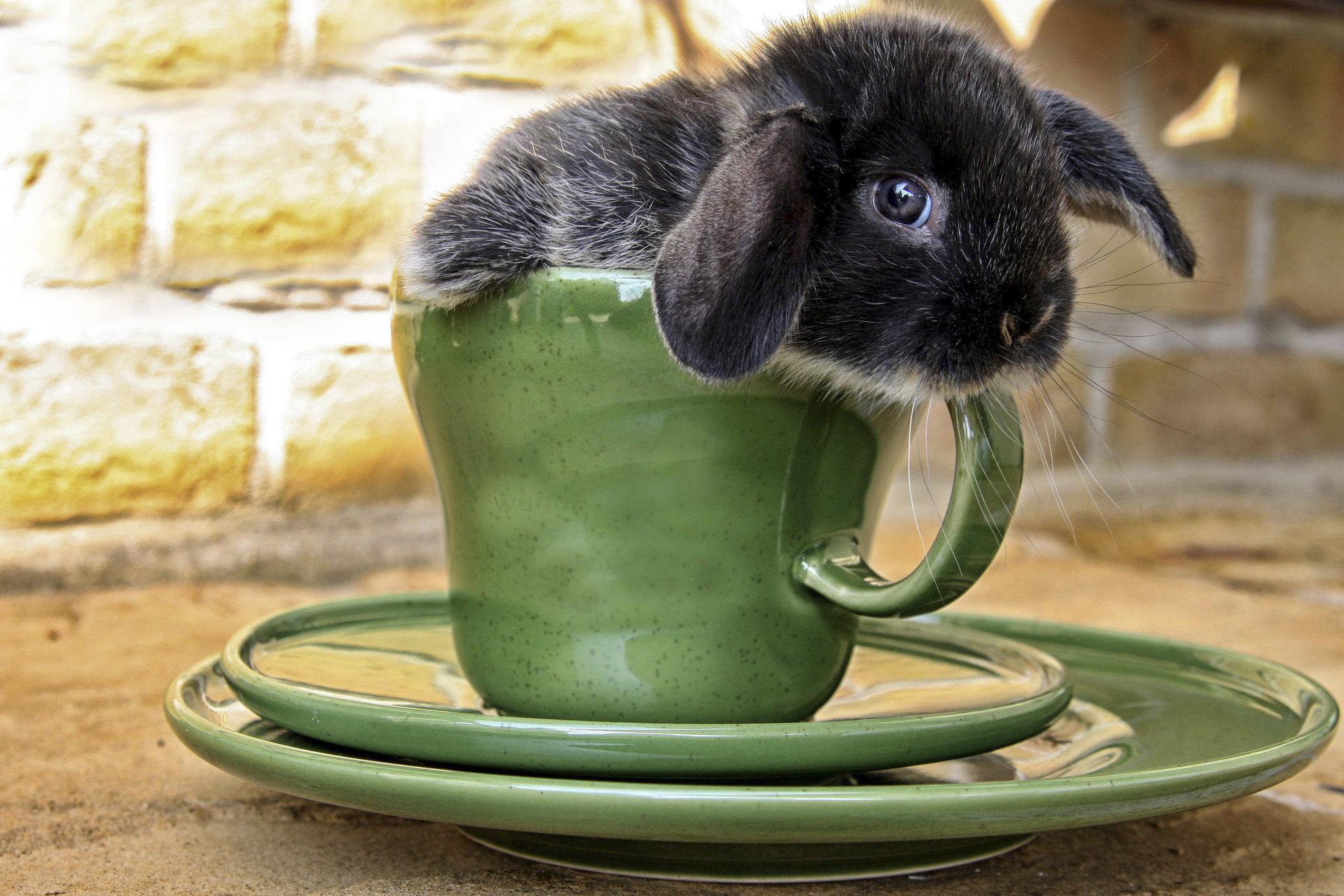 Добрые картинки на телефон. Милые животные. Кролик в чашке. Милые зверьки. Доброе утро животные.