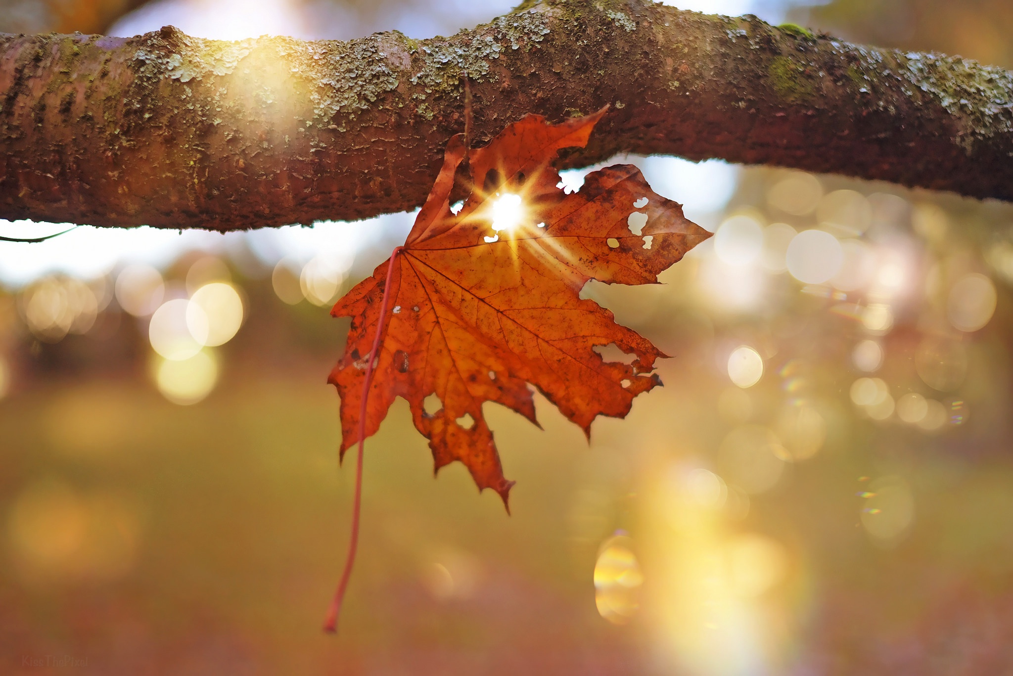 Фон настроения какой. Мороз солнце осень фон для фотошопа. Осен осенними бликами тает. Листок настроения. Осень мистка блики обои.