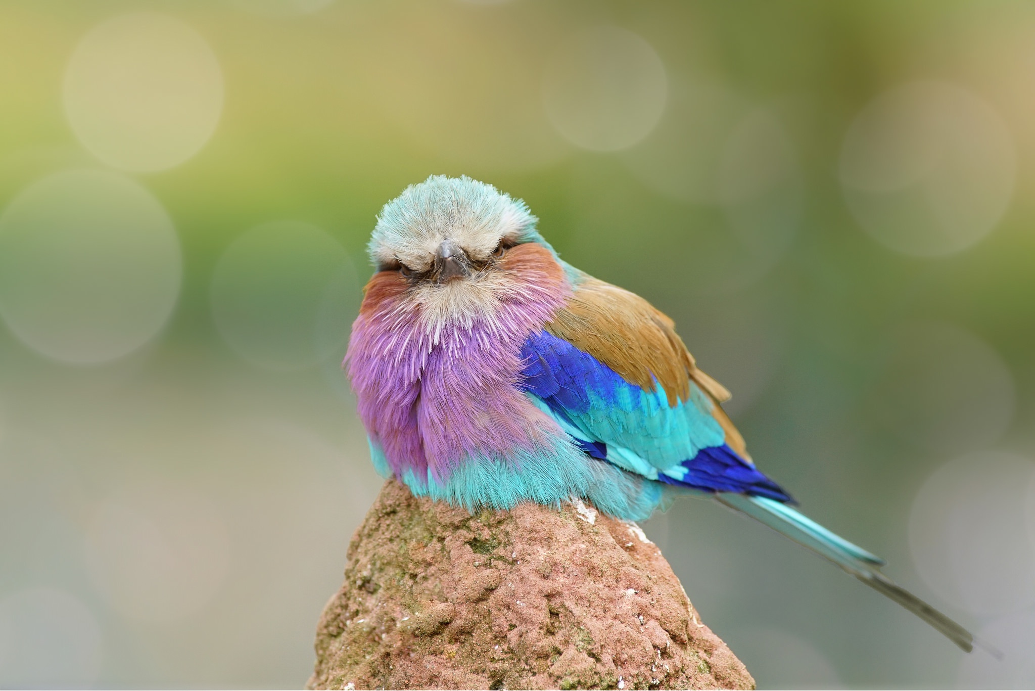 Самые прекрасные птицы. Красивые птицы. Редкие птицы. Самые красивые птицы. Разноцветные птицы.