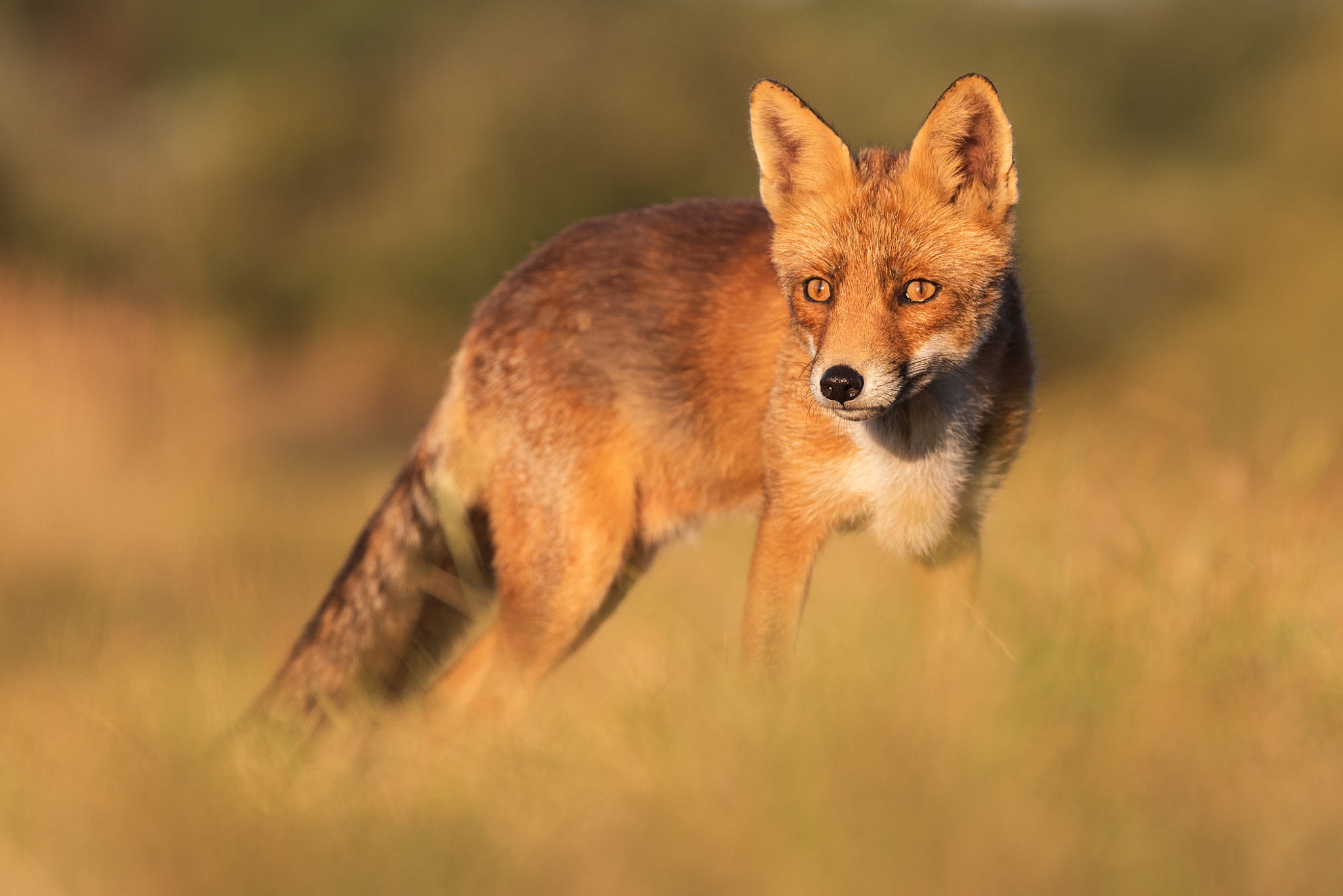 Поляна лисица. Лиса на размытом фоне. Рыжий Лис Восход. Фото 2 Лис в поле. Red Fox Uzbekistan.