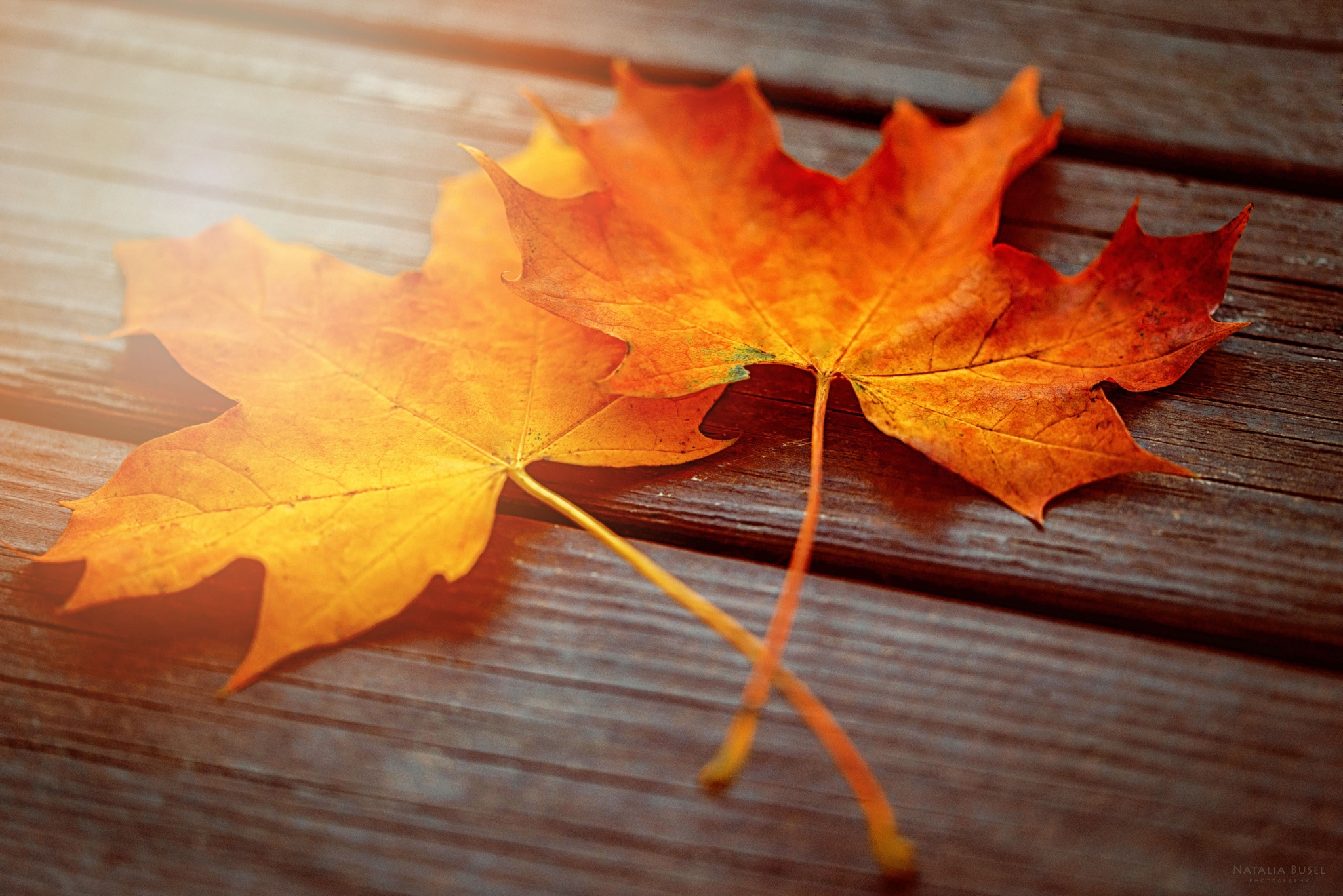 2 сентября осень. Осенние листья. Осенние листочки. Кленовый лист. Осенний кленовый лист.