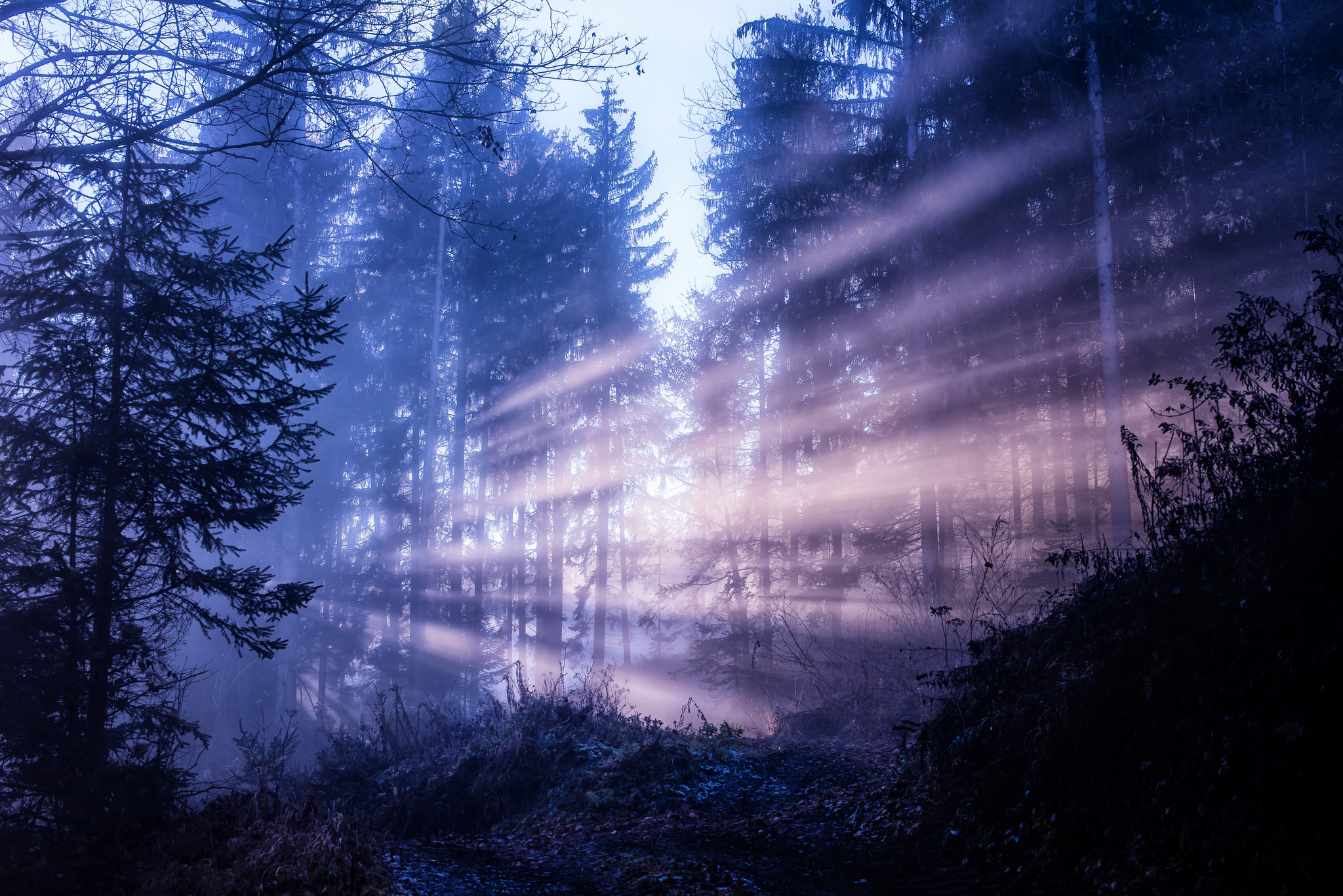 Атмосферные стоки. Ночной лес. «Ночь в лесу». Туманный пейзаж. Туманный лес.