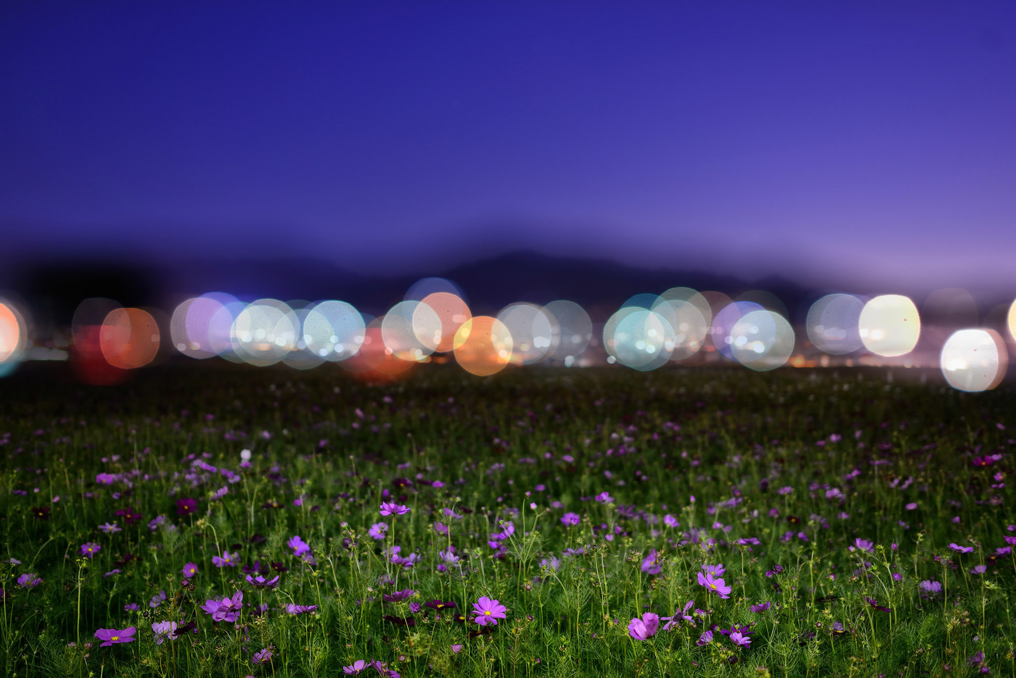 Цветная ночь. Цветы ночью. Ночное поле. Поле ночью. Ночное поле цветов.