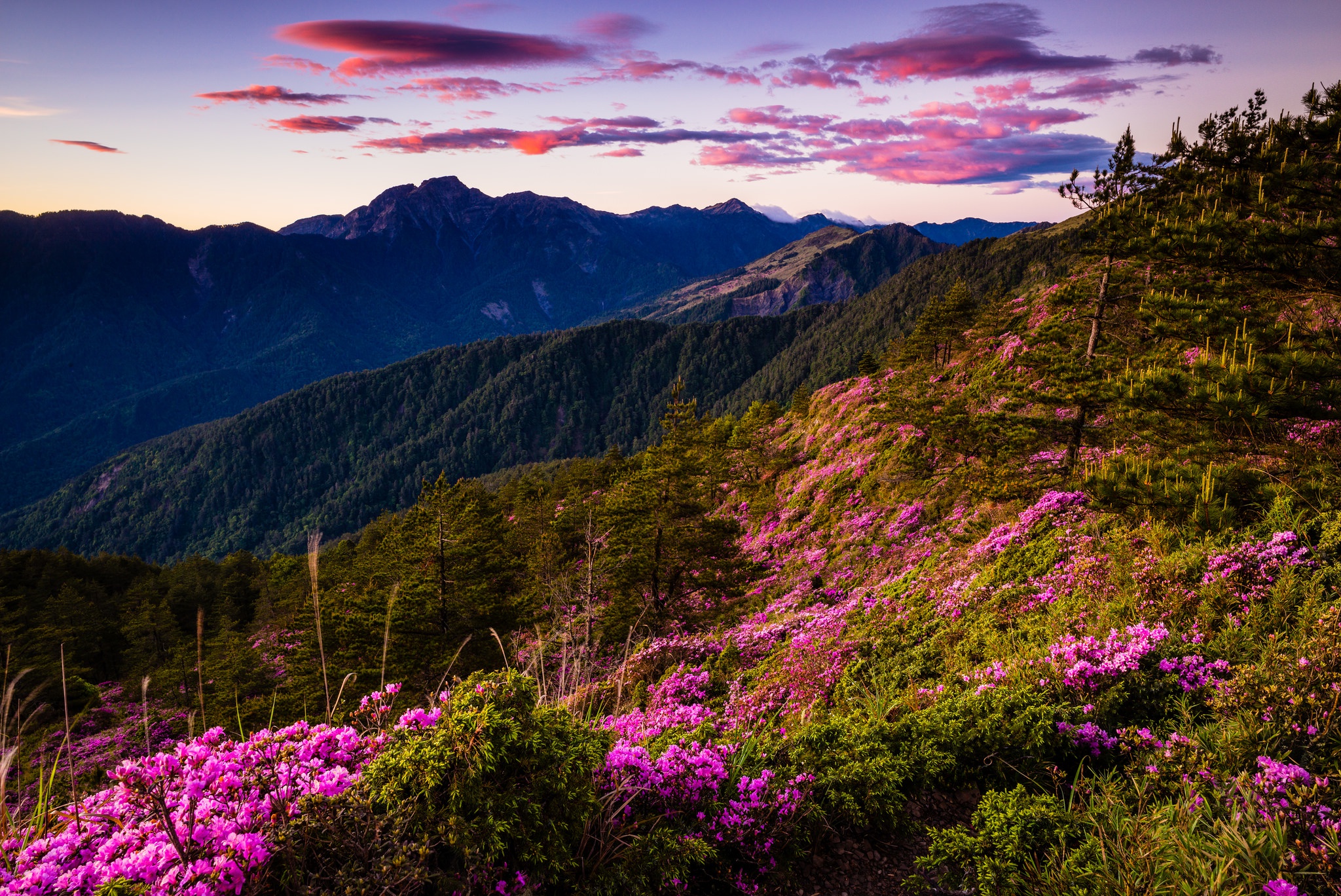 Розовые деревья в горах. Цветение маральника на Алтае. Цветет Вереск в Альпах Швейцарии. Вереск горный Алтай. Багульник и Вереск.