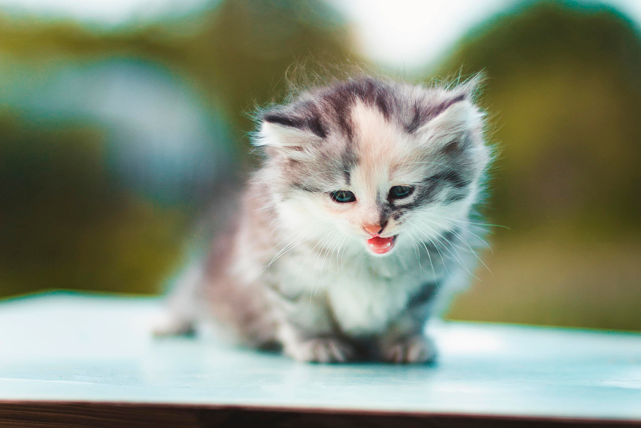 Кошка красивая маленькая. Милые котята. Маленькие котики. Маленький котенок. Милые коты.