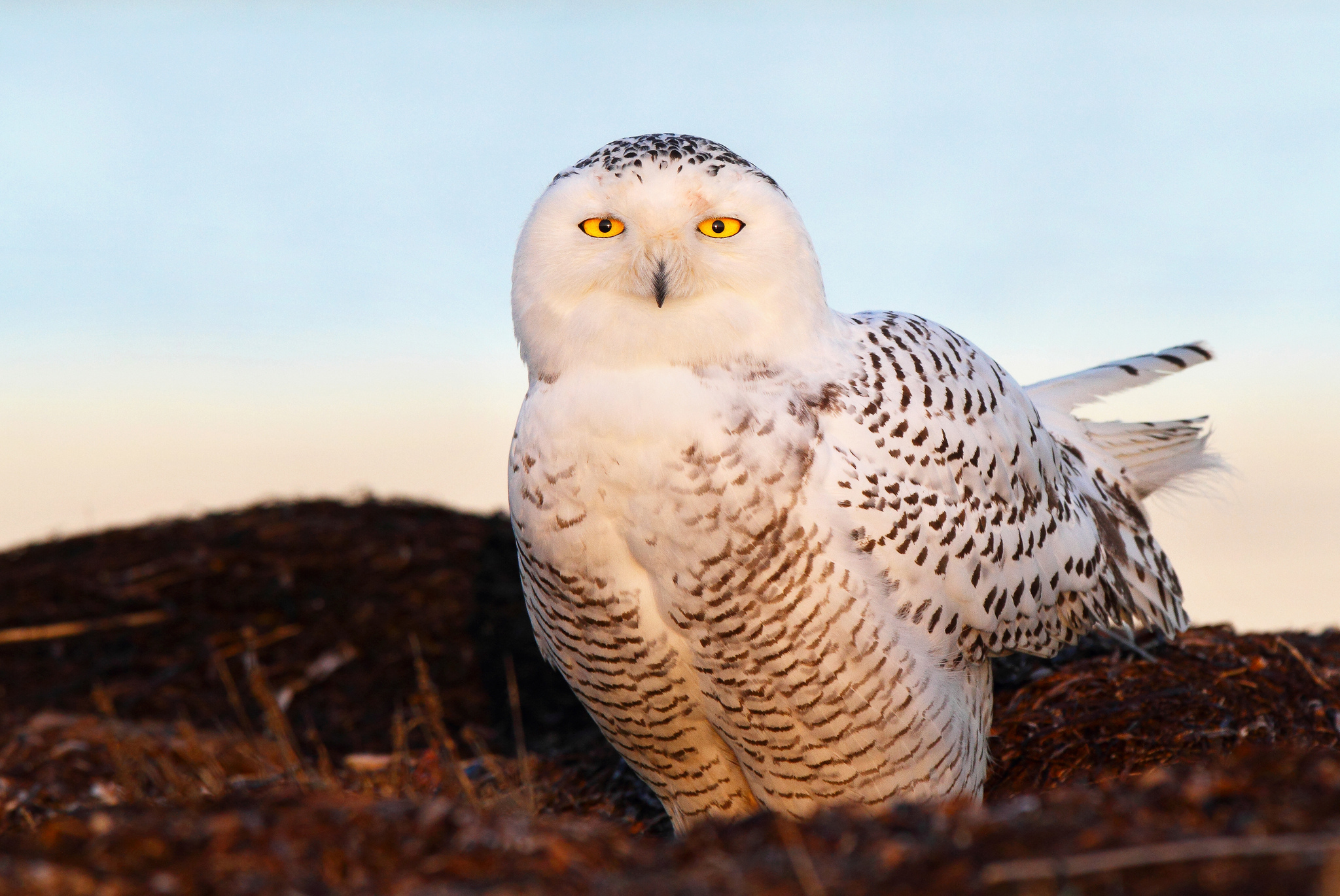 Обои глаза, свет, птица, snow owl, снежная сова на телефон и рабочий стол,  раздел животные, разрешение 2048x1370 - скачать