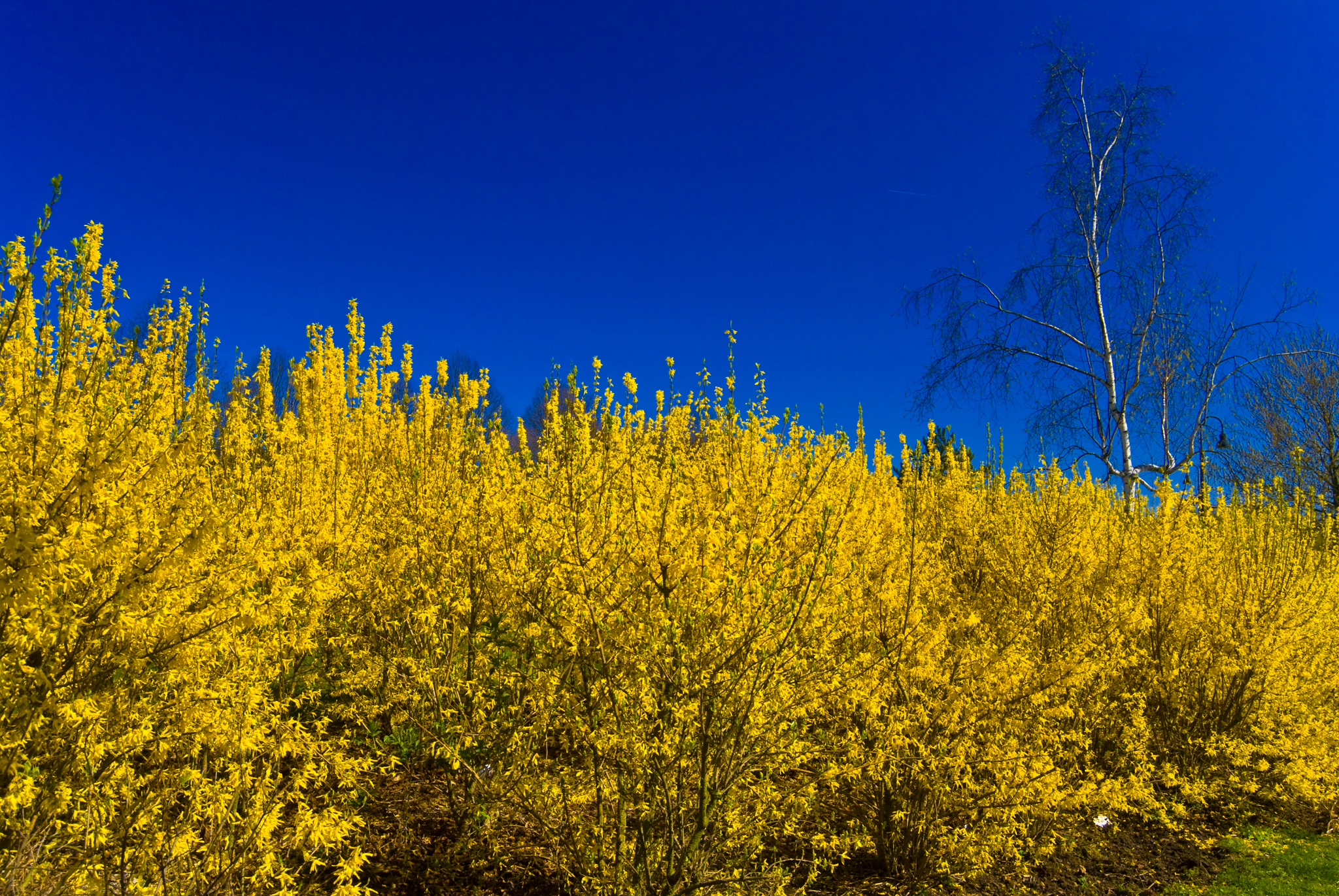 Куст цветущий ранней весной желтым цветом. Буш кустарник желтый. Форзиция промежуточная Спектабилис. Куст форзиция. Форзиция цветение в Крыму.