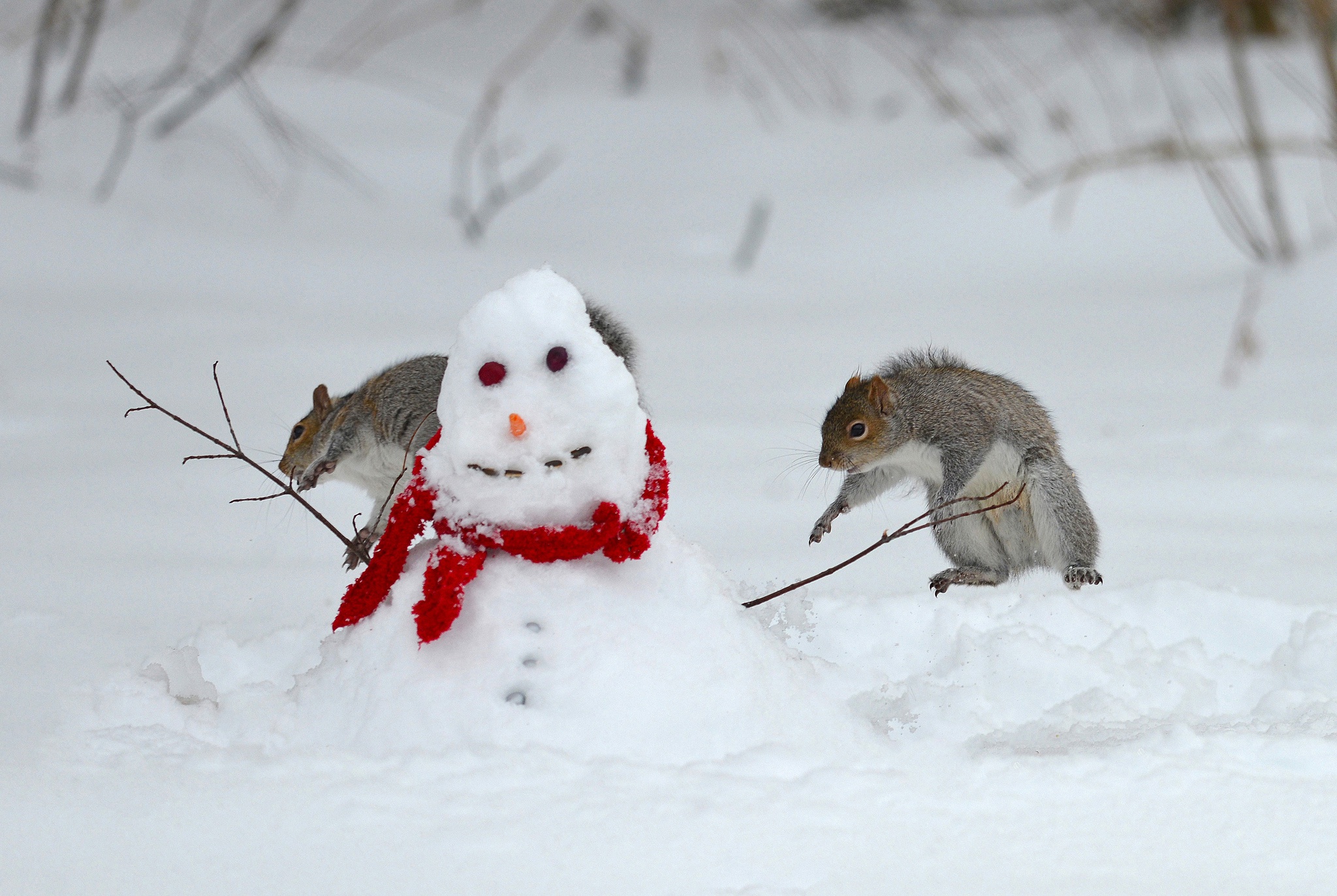 Снег смешная картинка. Животные в снегу. Звери в снегу. Смешная зима. Забавные животные зимой.