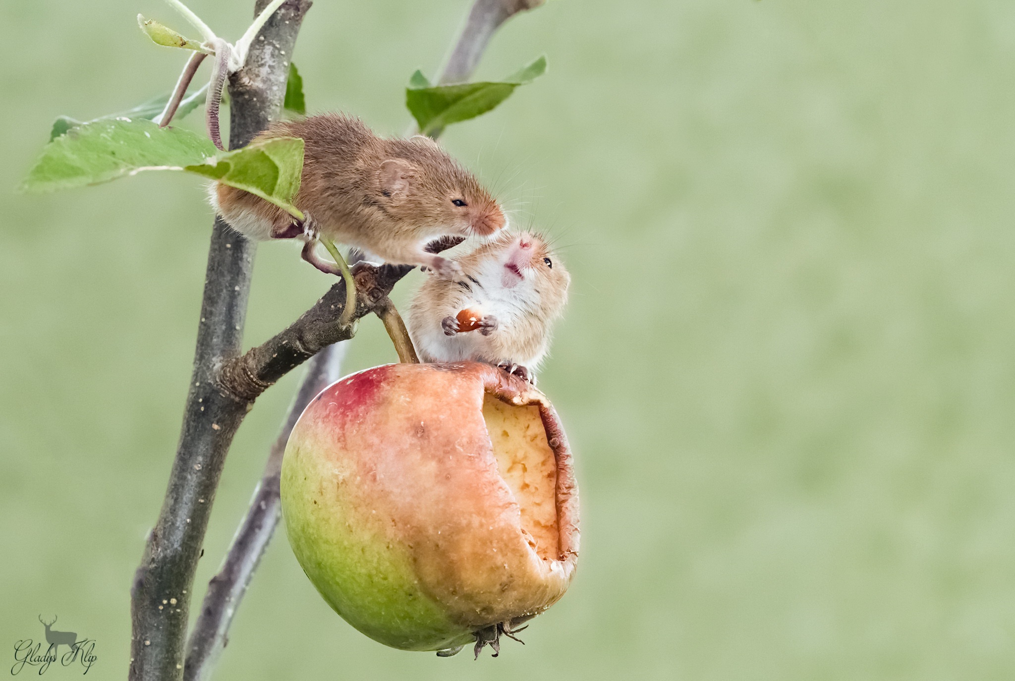 Яблони объели мыши