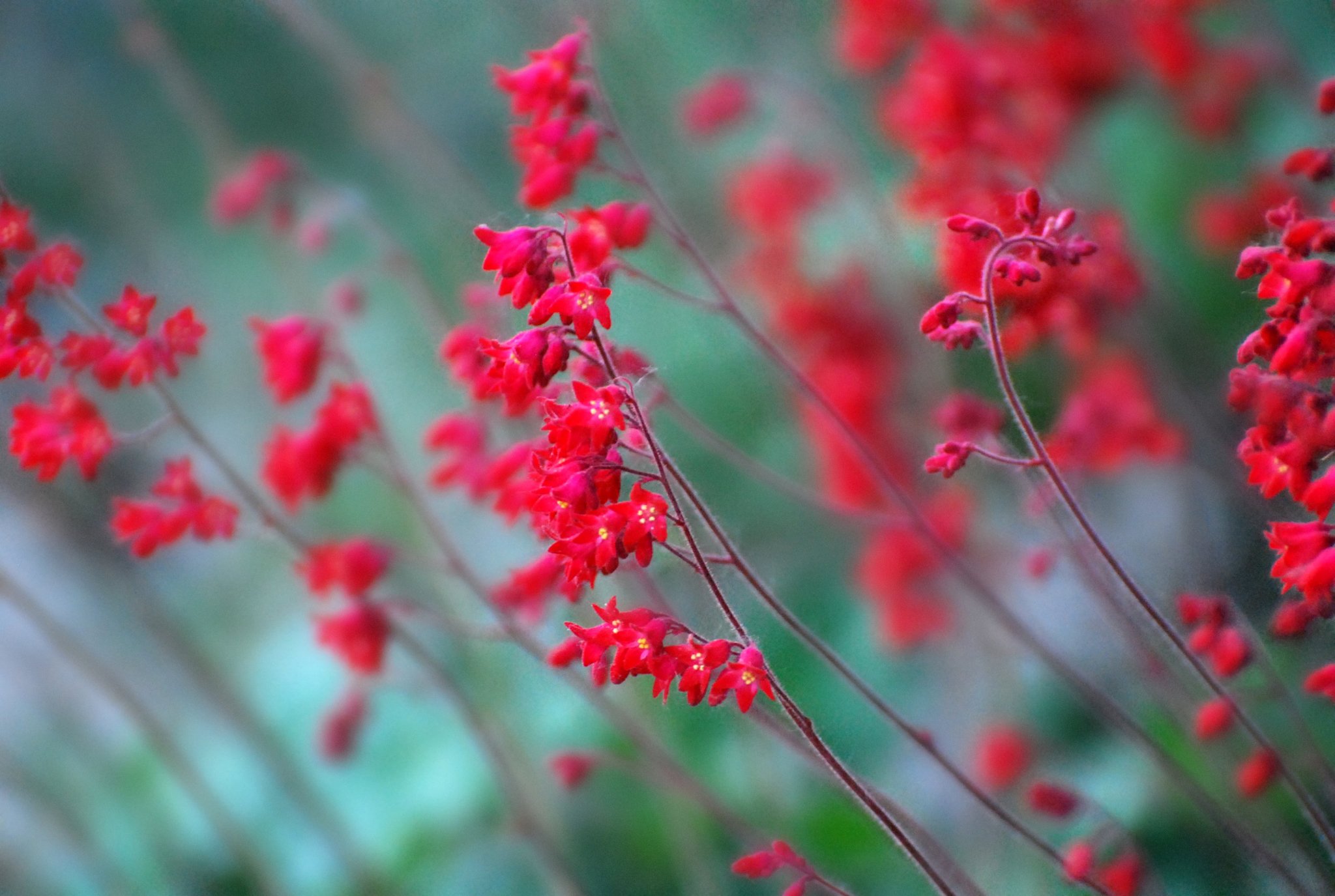 маленькие красные цветы фото
