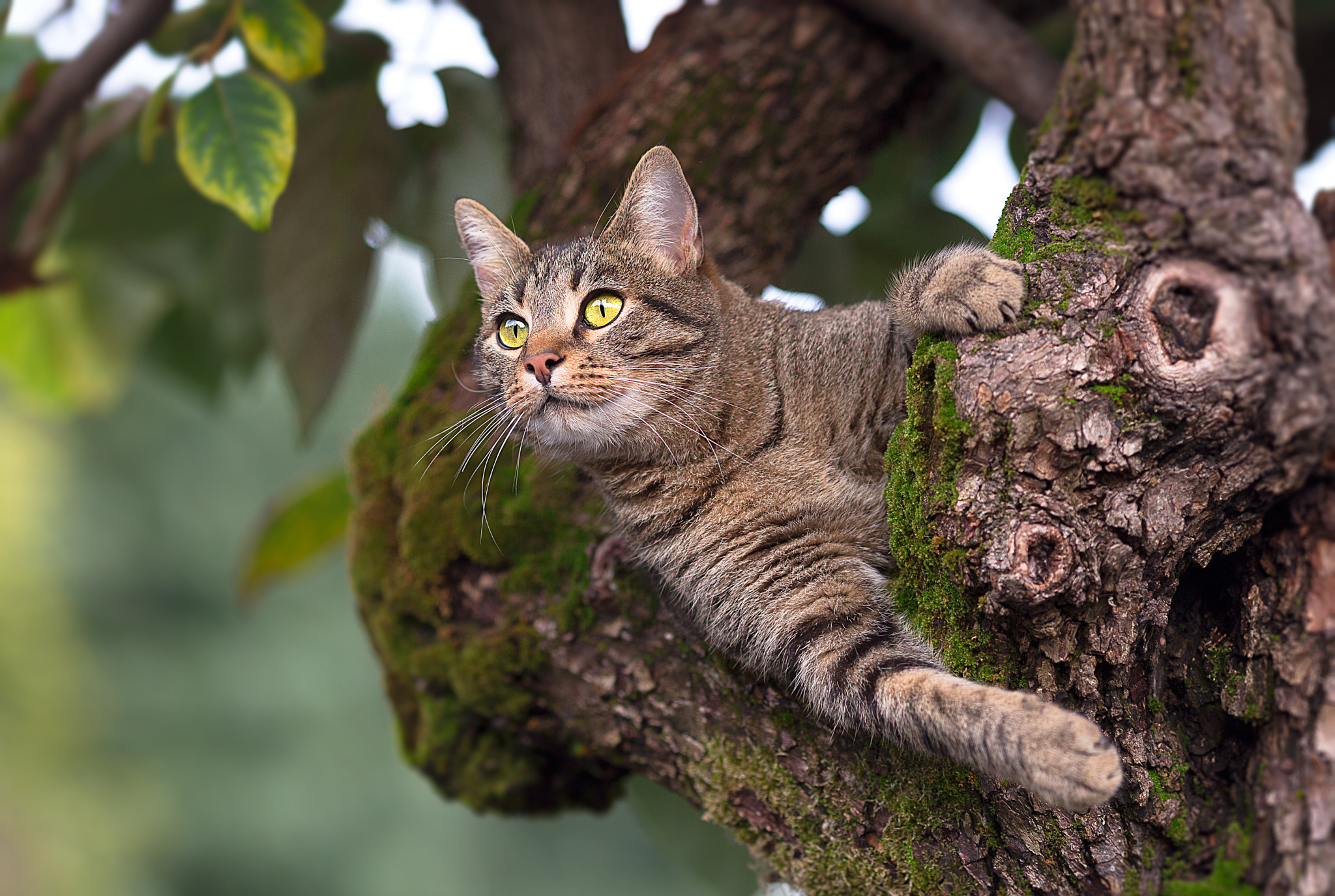 фото листьев дуба с котом