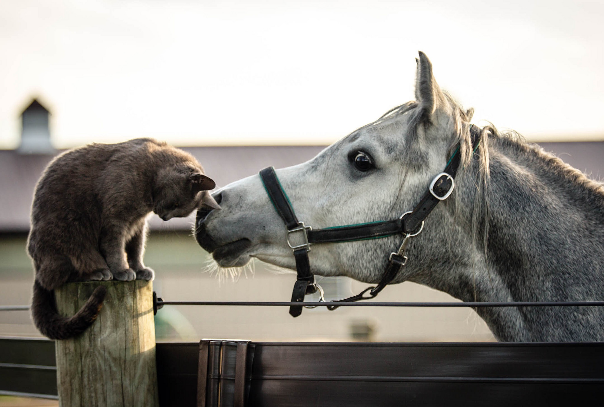 Терпеливые животные. Кот на лошади. Лошадь и собака. Смешная лошадь. Дружба кошки и лошади.