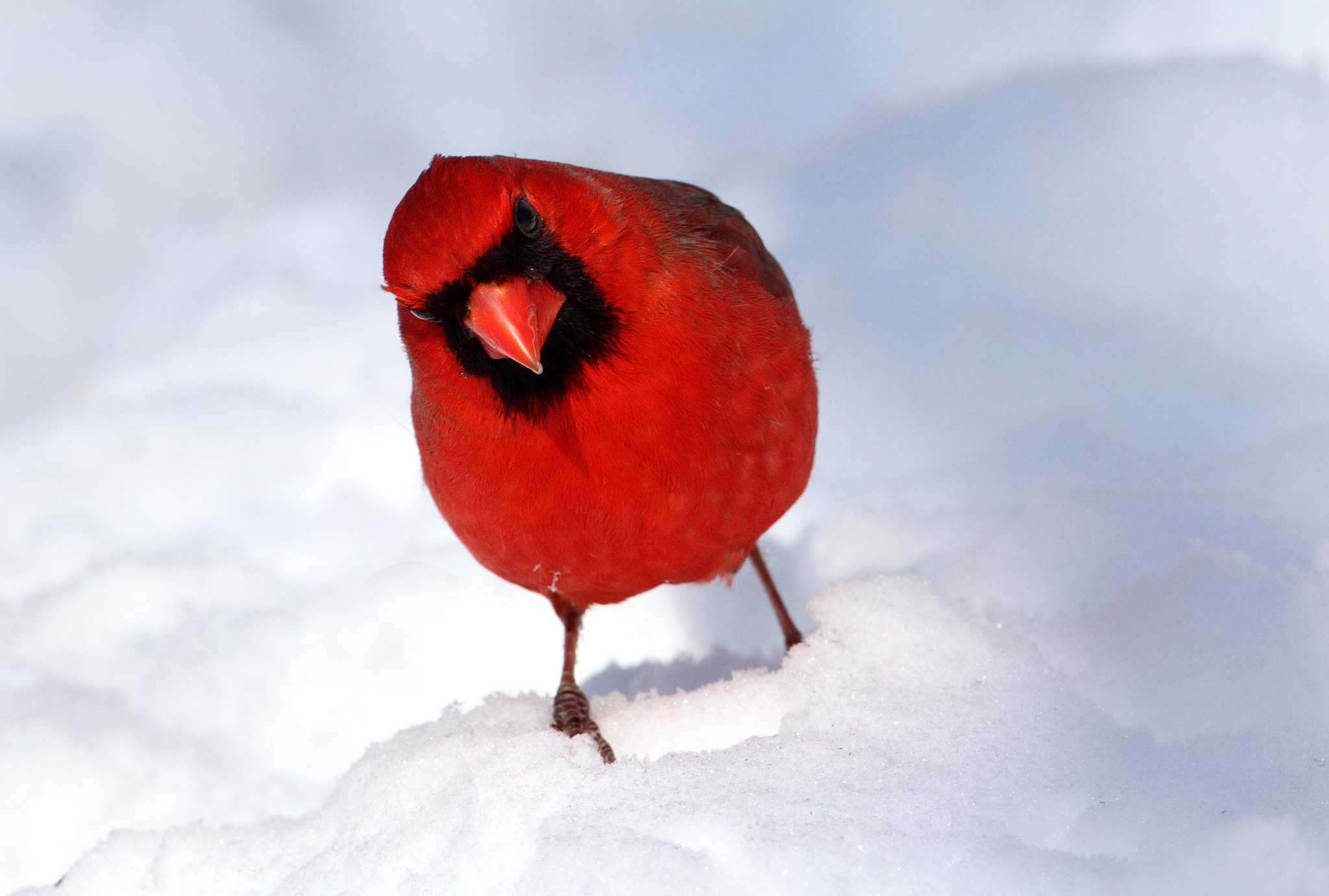 Cold bird. Красная птица. Кардинал птица. Красная птичка на снегу. Птица с красным вокруг глаз.