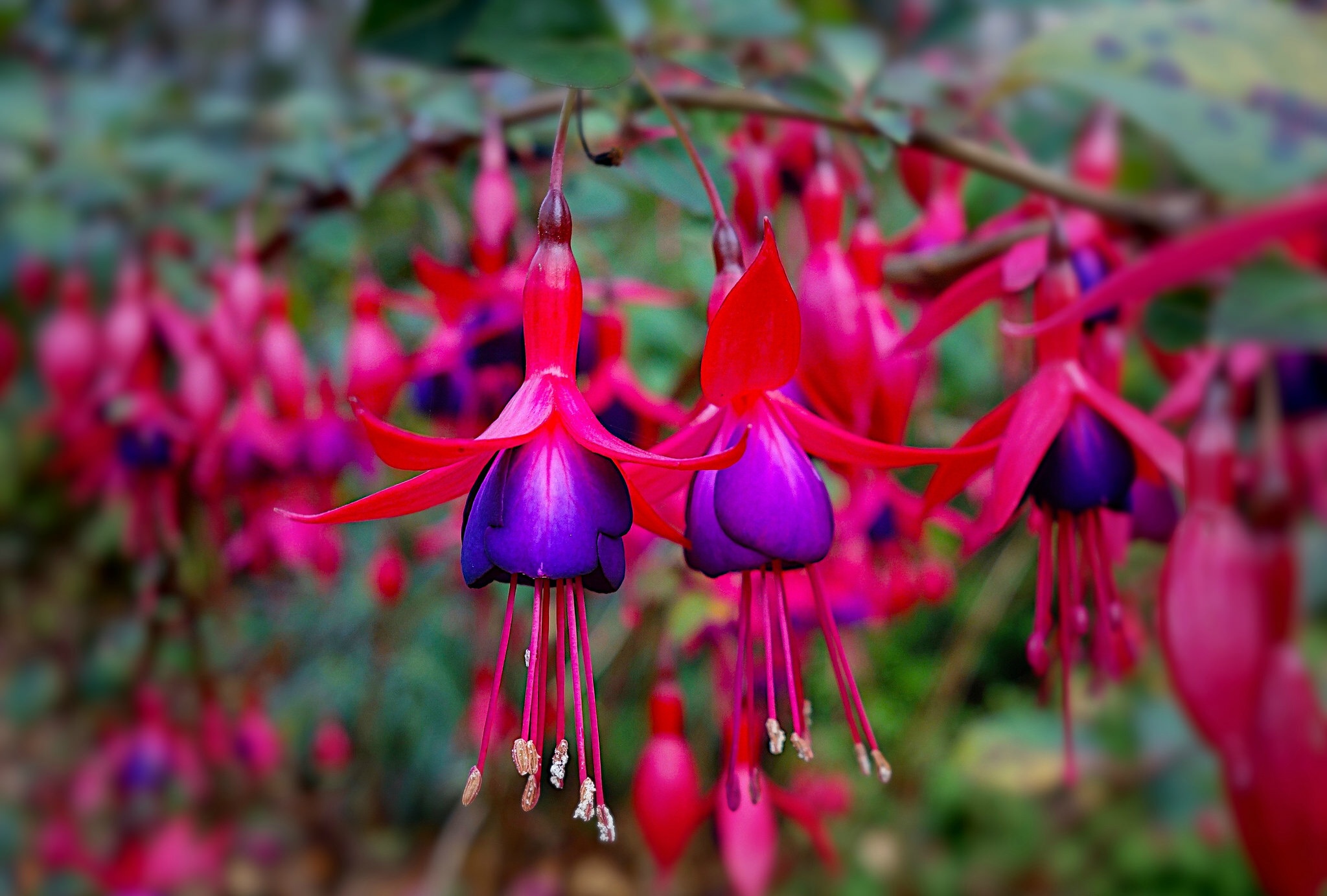 Цветок фуксия все о цветке. Фуксия Fuchsia. Фуксия мелколистная. Фуксия золотистая гибридная. Фуксия Pepi.