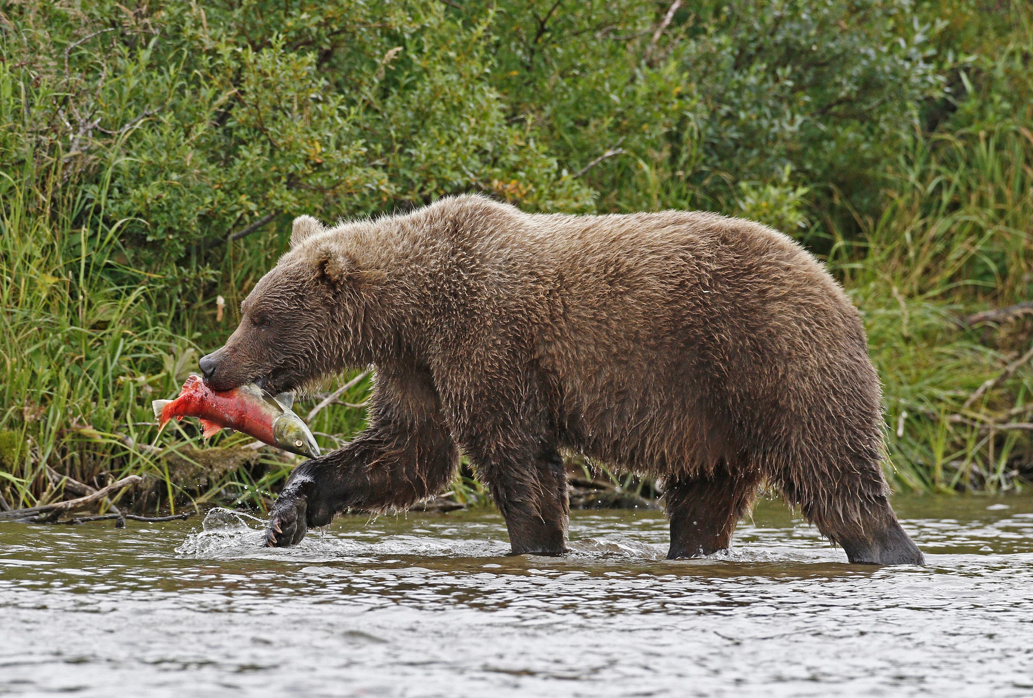 Питание медведя. Млекопитающие бурый медведь. Рацион бурого медведя. Бурый медведь питается. Что едят медведи.