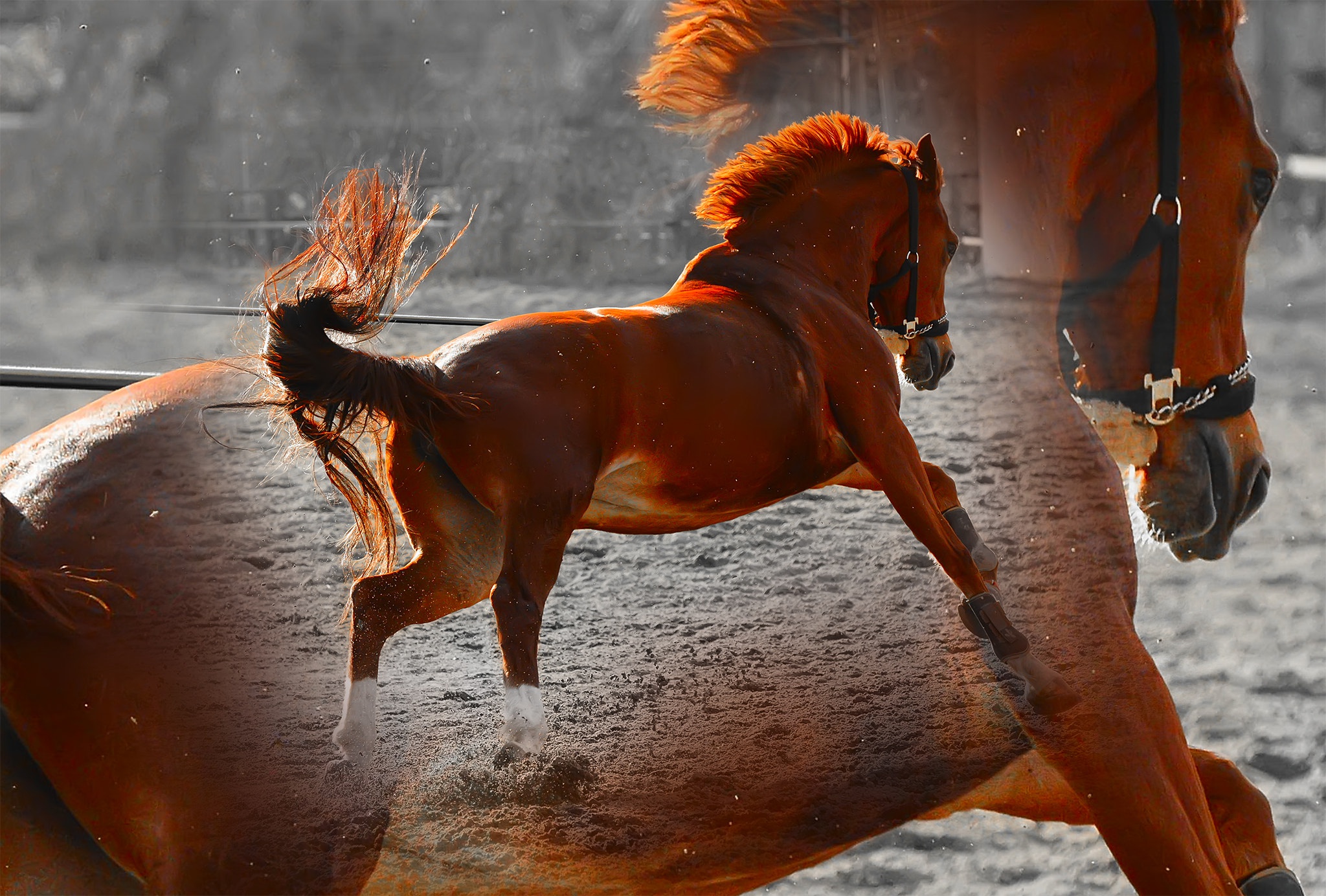 Рыже черная лошадь. Тыгыдымский конь. Тыгыдым Тыгыдым тыгыдымский конь. Тыгдынский конь. Рыжая лошадь.