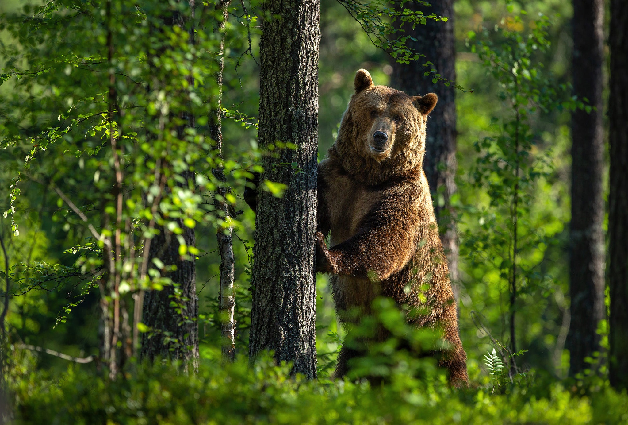 Животное тайги бурый медведь. Бурый медведь в тайге. Широколиственные леса бурый медведь. Животные тайги бурый медведь. Бурый медведь хозяин тайги.