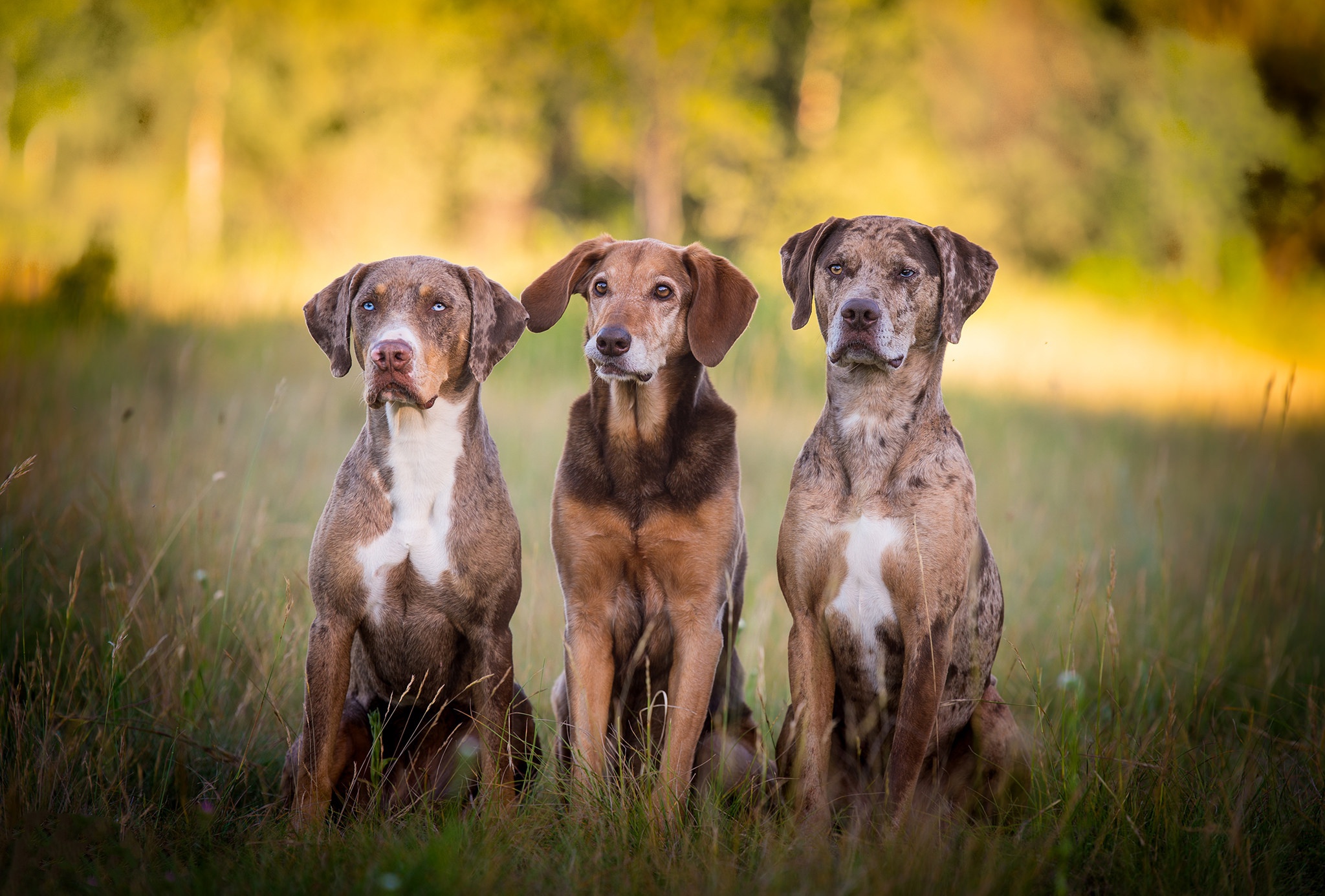 Спящие собаки. Dog. Собака лежит. Собачка в постели. К чему снится собака во сне.