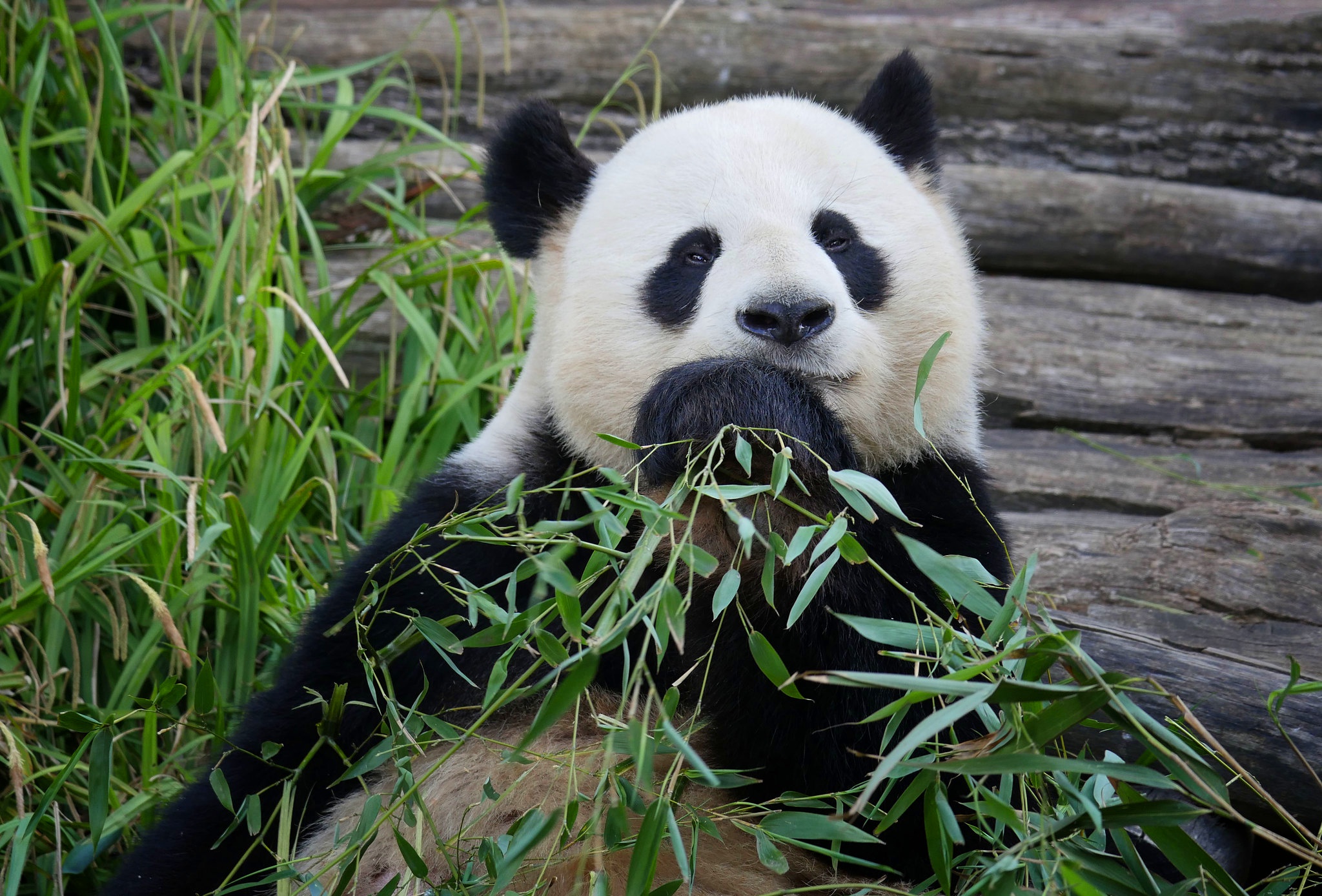 Great panda. Семейство панд. Большая Панда. Медведь Панда. Заставка на рабочий стол Панда.