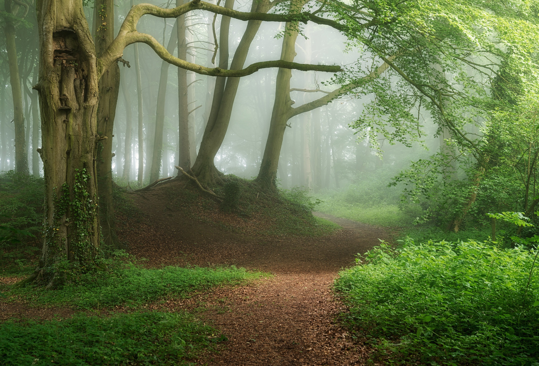 В лес вела тропинка. Тропинка в лесу. Деревья в лесу. Лес в тумане. Красивая природа лес.