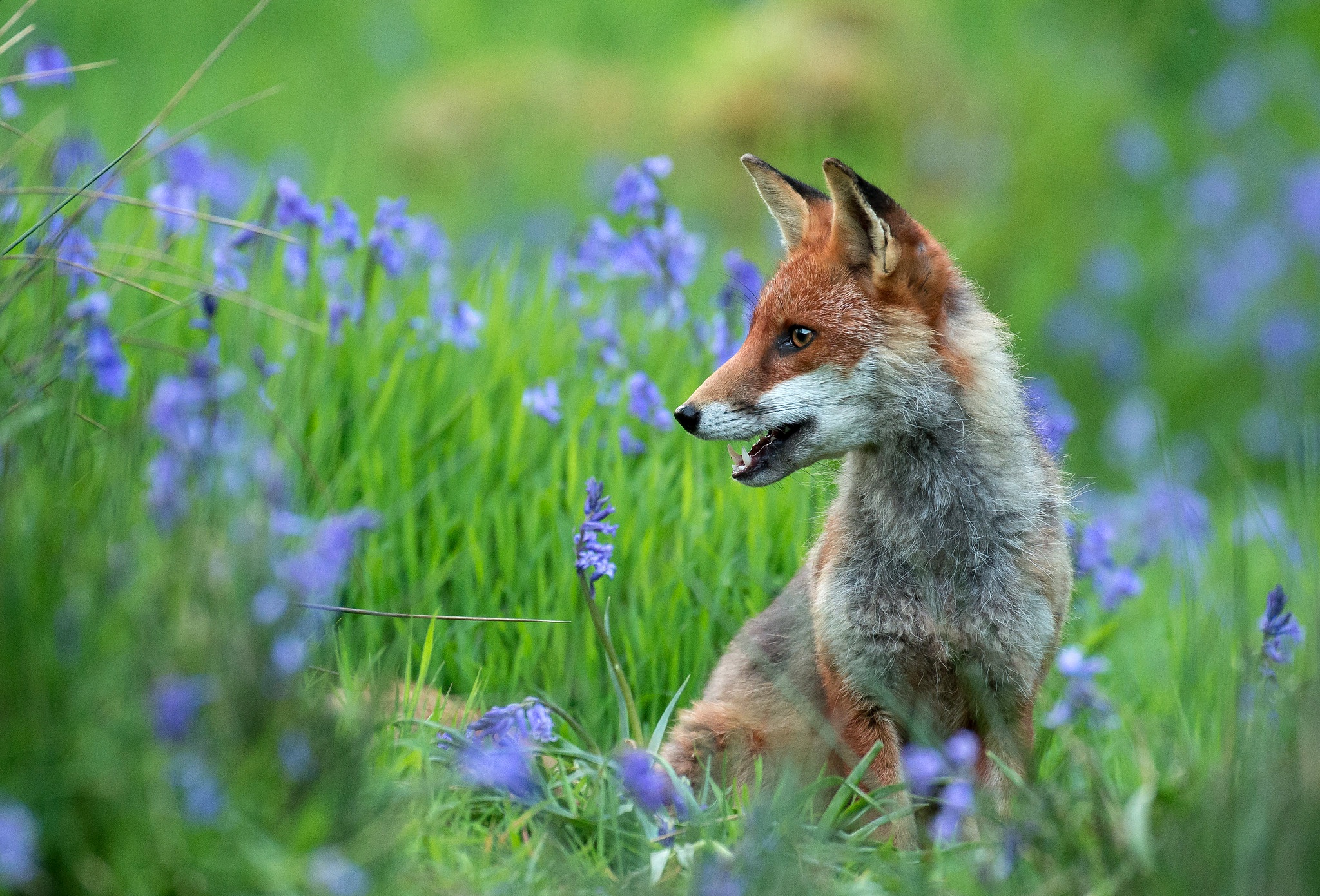 Fox цвет. Лиса. Красивая лиса. Лиса летом. Лиса весной.