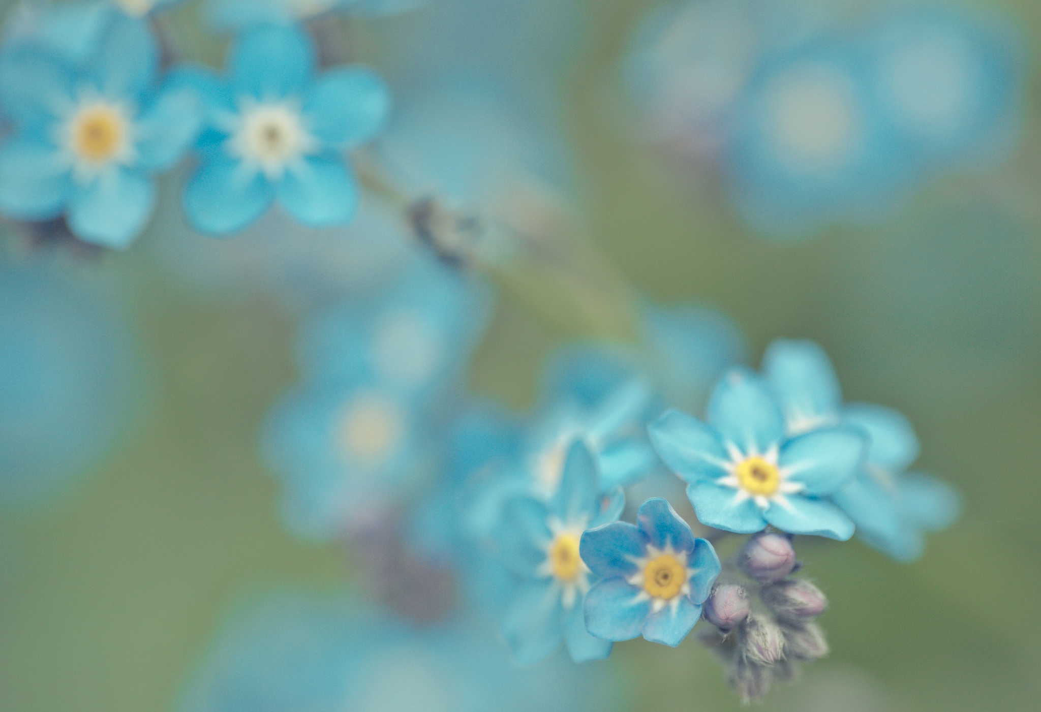 Фон незабудки. Голубые цветы. Весенние цветы в голубых тонах. Голубой цвет. Нежный голубой.