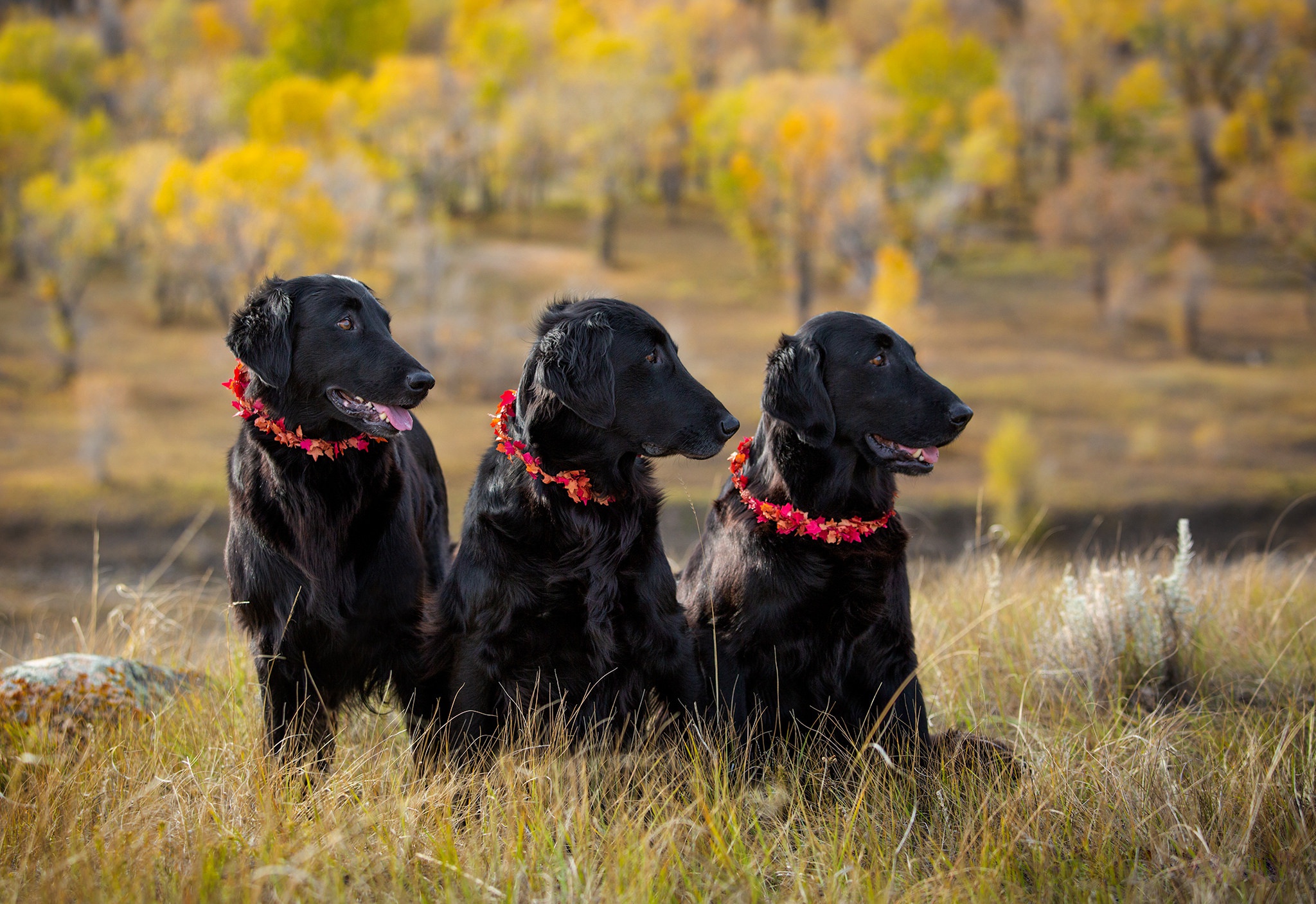 Трио собак. 3 Собаки. Три пса. Три черные собаки. Трое и собака.