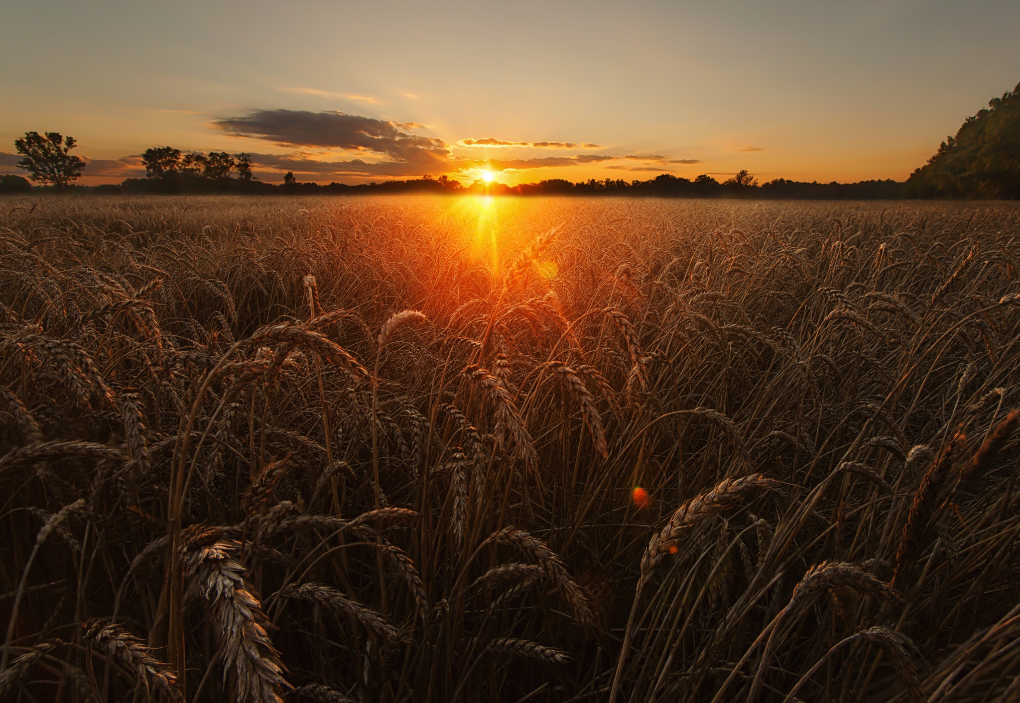 Пшеничное солнце. Рожь на закате. Поле вечером. Закат в поле. Пшеничное поле.