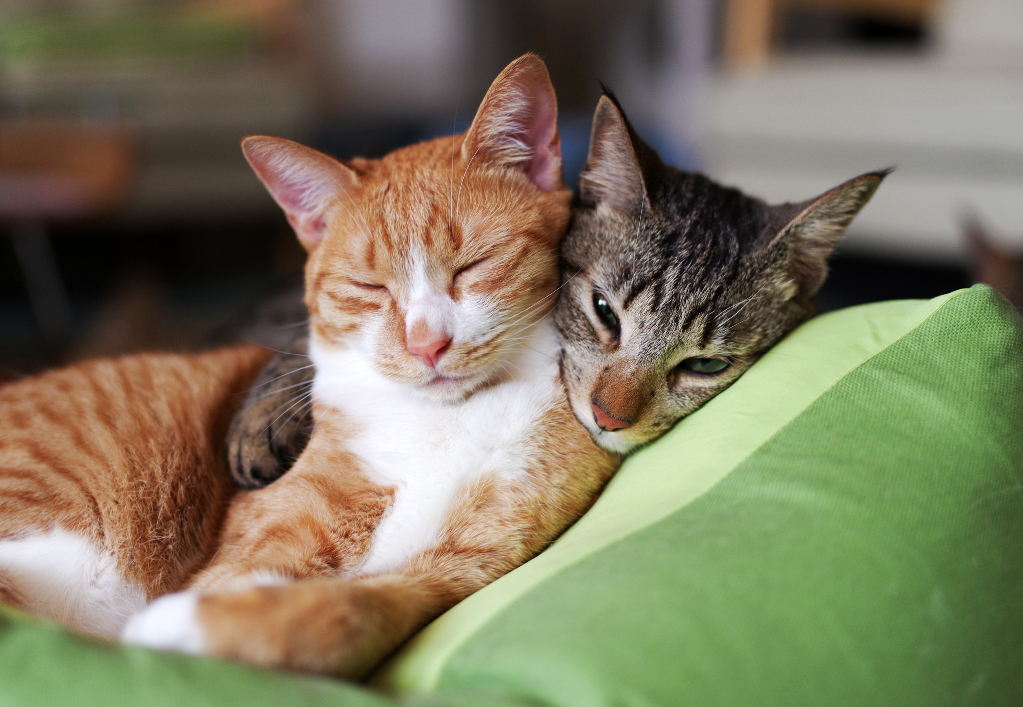 Кошки спят вместе. Котики обнимаются. Кошки любовь. Влюбленные кошки. Два котика.