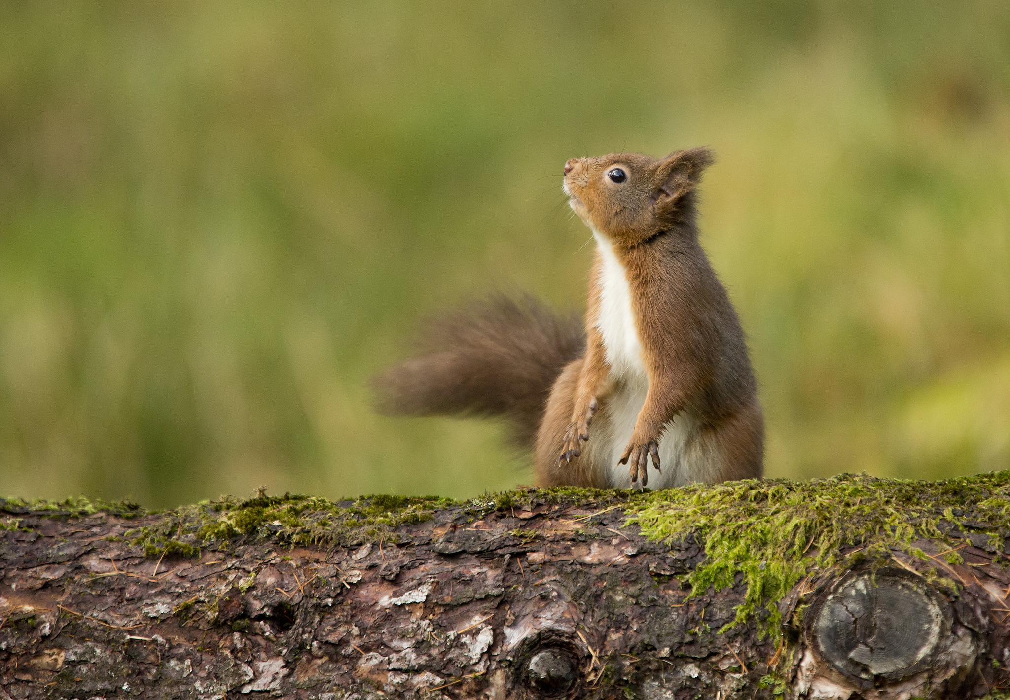 мха белок. морская белка. сибирская белка. мха белок. белка грызун.