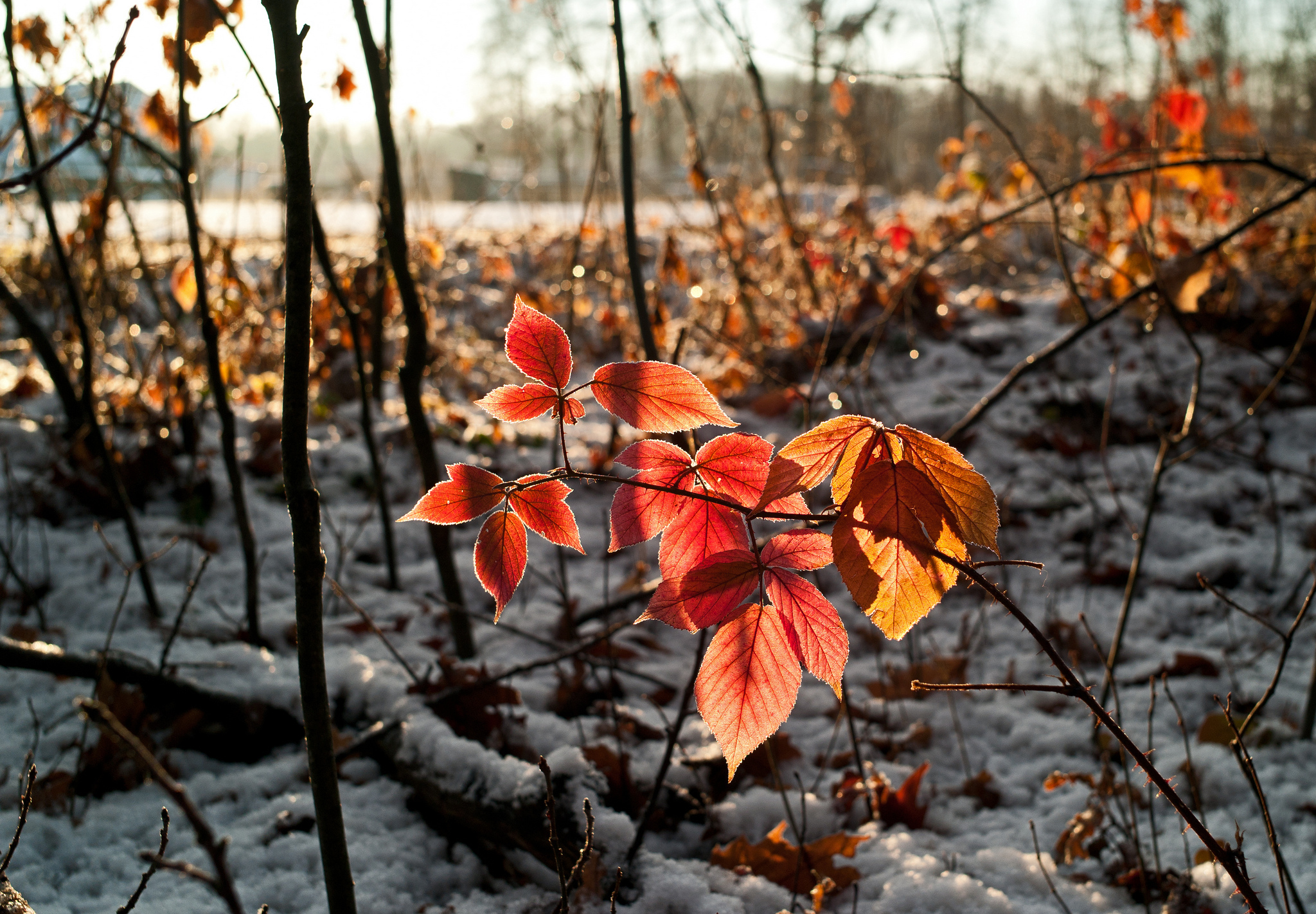 Ноябрьские картинки. Поздняя осень. Поздняя осень листва. Осенние листья в снегу. Листья поздней осенью.