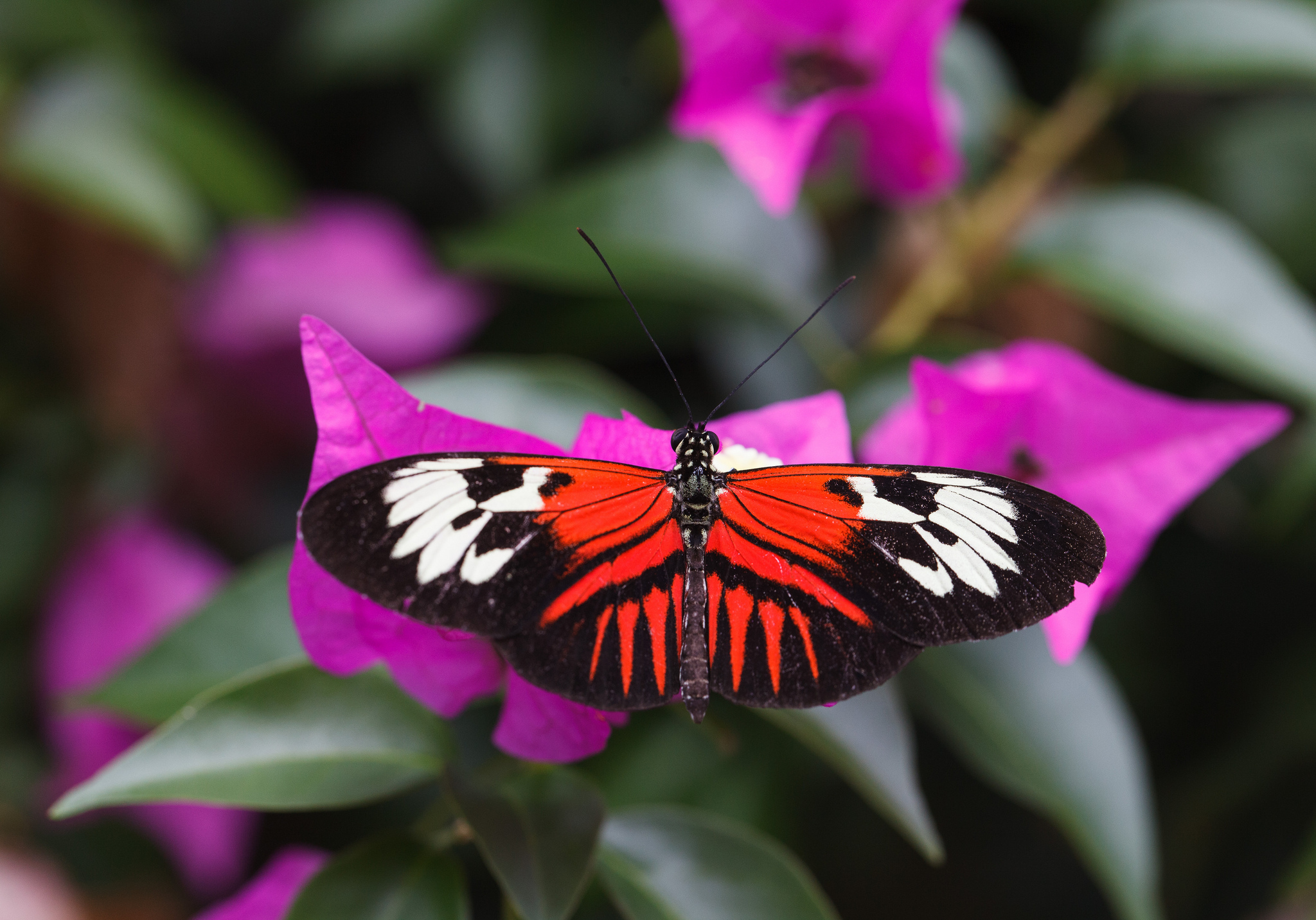 Бабочка с яркими крыльями. Бабочка. Яркие бабочки. Бабочки фото. Крылья бабочки розовые.