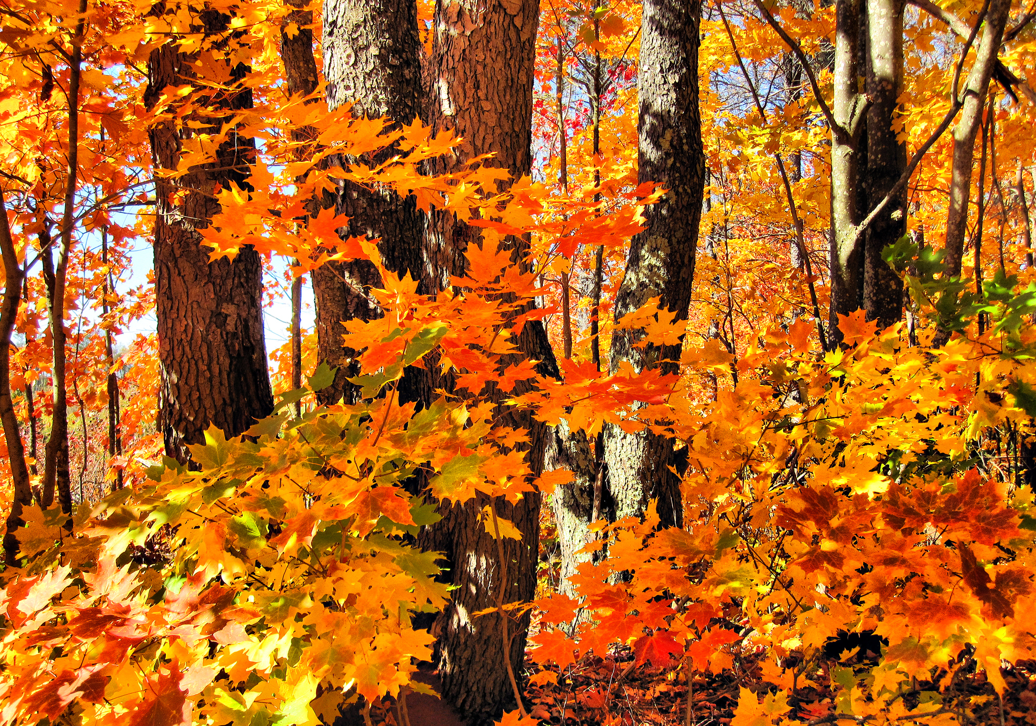 Пришла осенним листопадом. Кленовые Рощи в Канаде. Кленовая роща лес. Осенний лес. Осенний листопад.