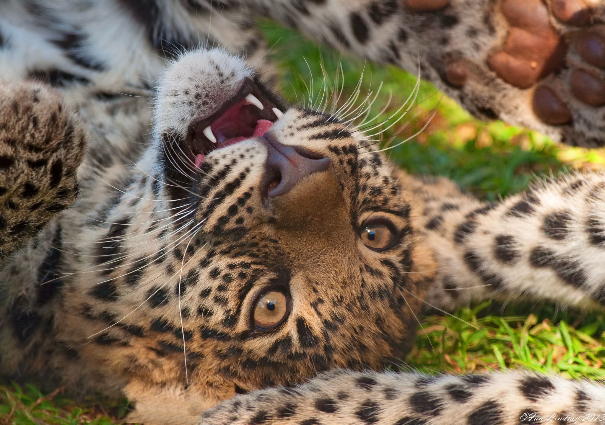 Обои игра, хищник, мордочка, леопард, котёнок, leopard на телефон и рабочий  стол, раздел кошки, разрешение 2048x1440 - скачать