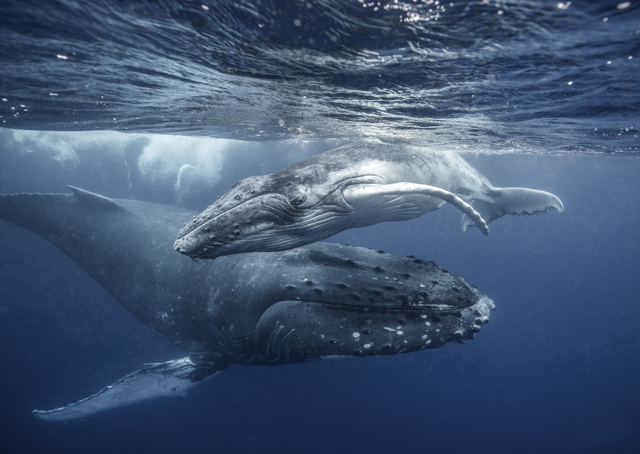 Жизнь синих китов. Синий кит в Атлантическом океане. Горбатый кит. Горбач синий кит Кашалот. Синий горбатый кит.