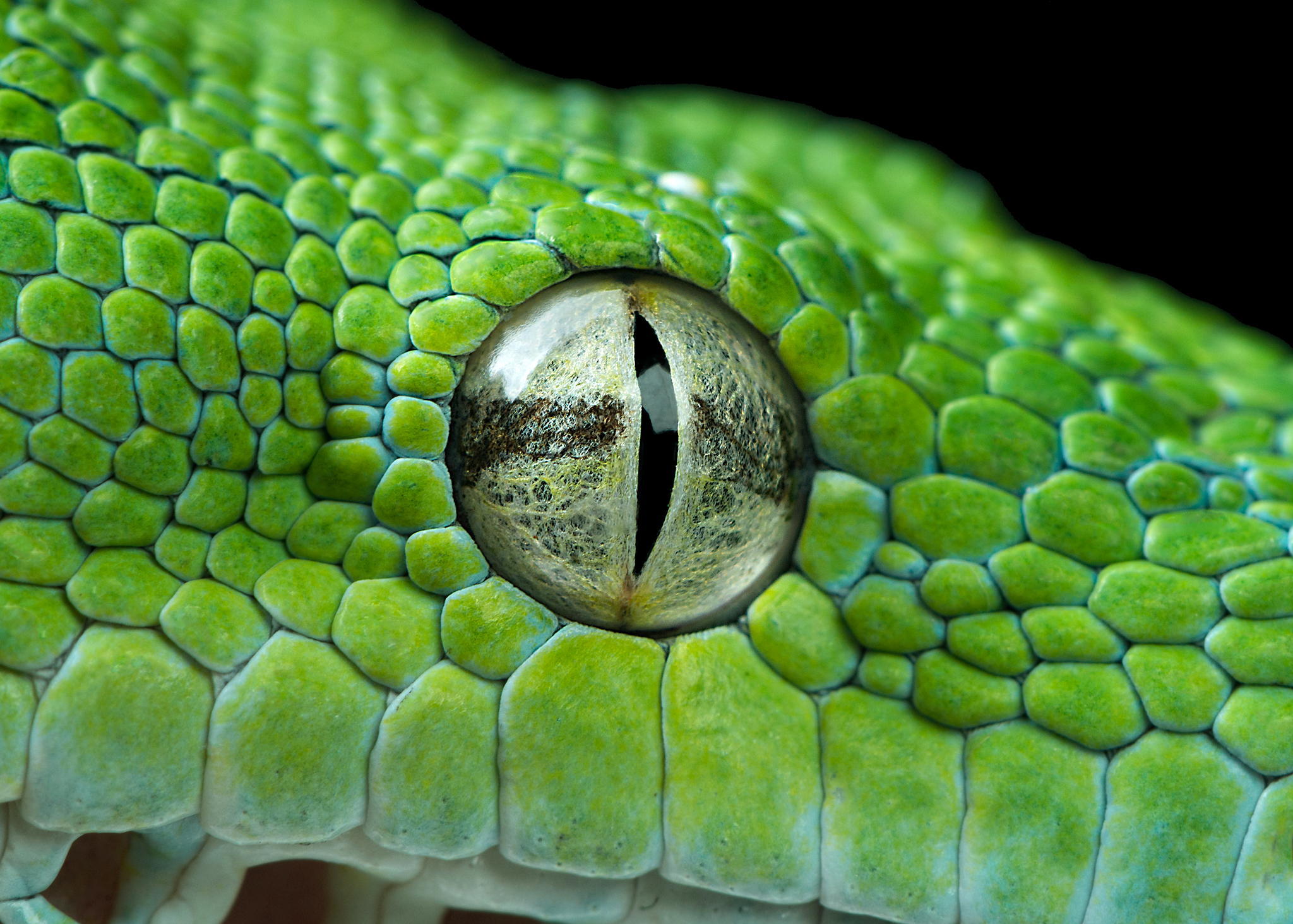 Глаза питона. Питон змея глаза. Питон змей глаза. Глаза змеи Snake Eyes. Глаз змеиного питона.