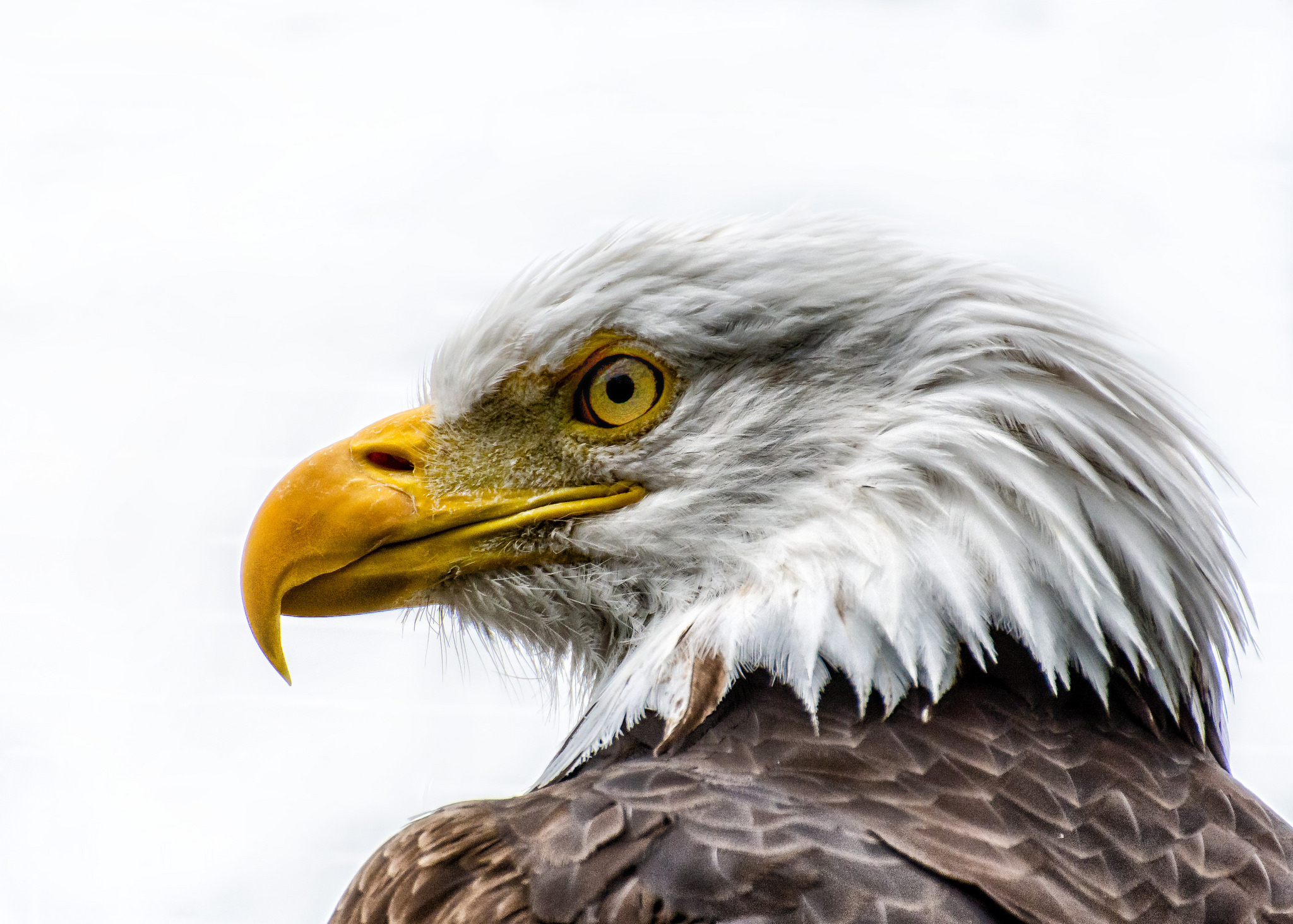 White eagle. Орлан в анфас. Белоголовый Орлан морда. Белый Орлан птица. Ястреб Орлан белоголовое.