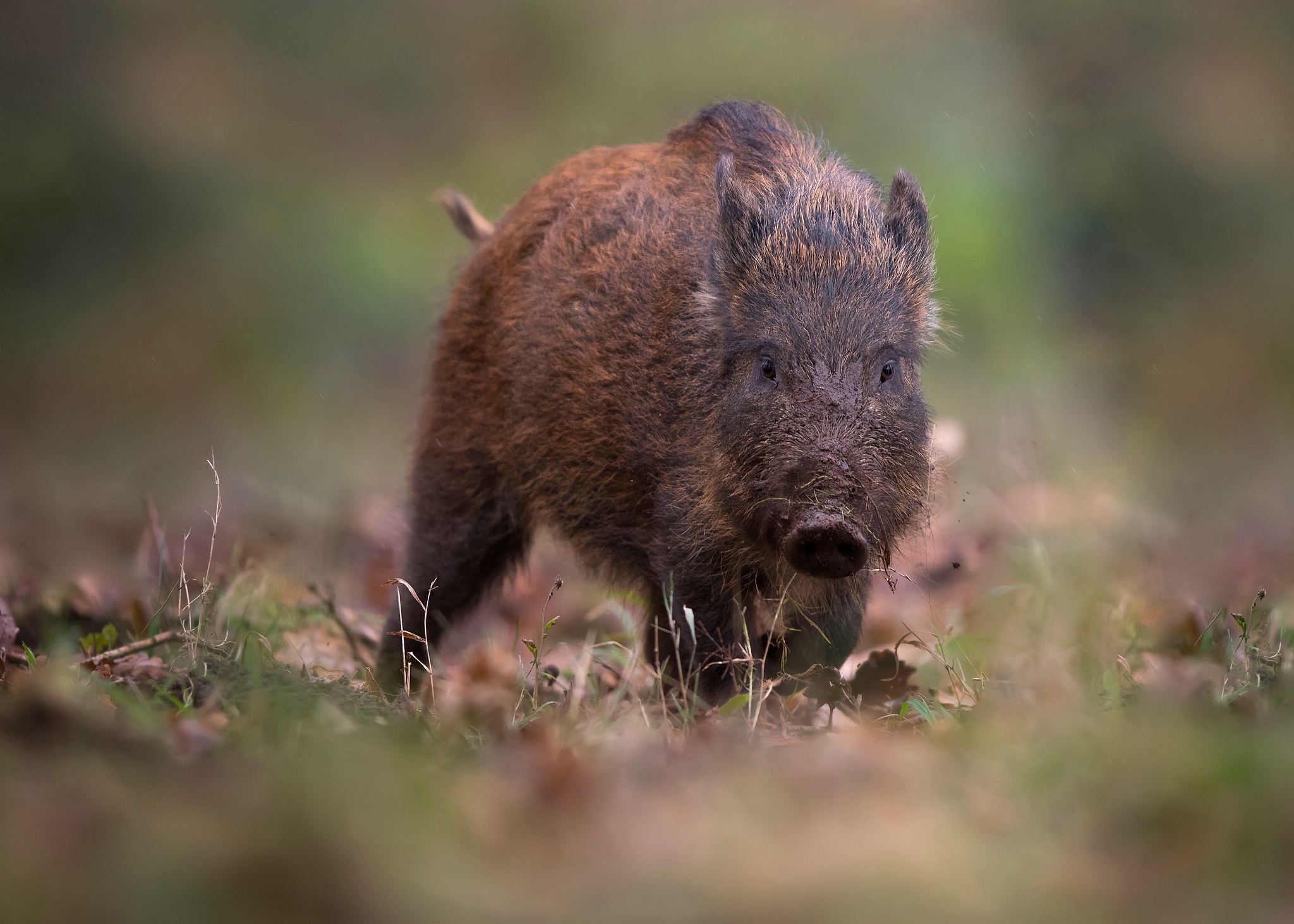 Boar. Кабан. Крымский кабан. Стая Кабанов.