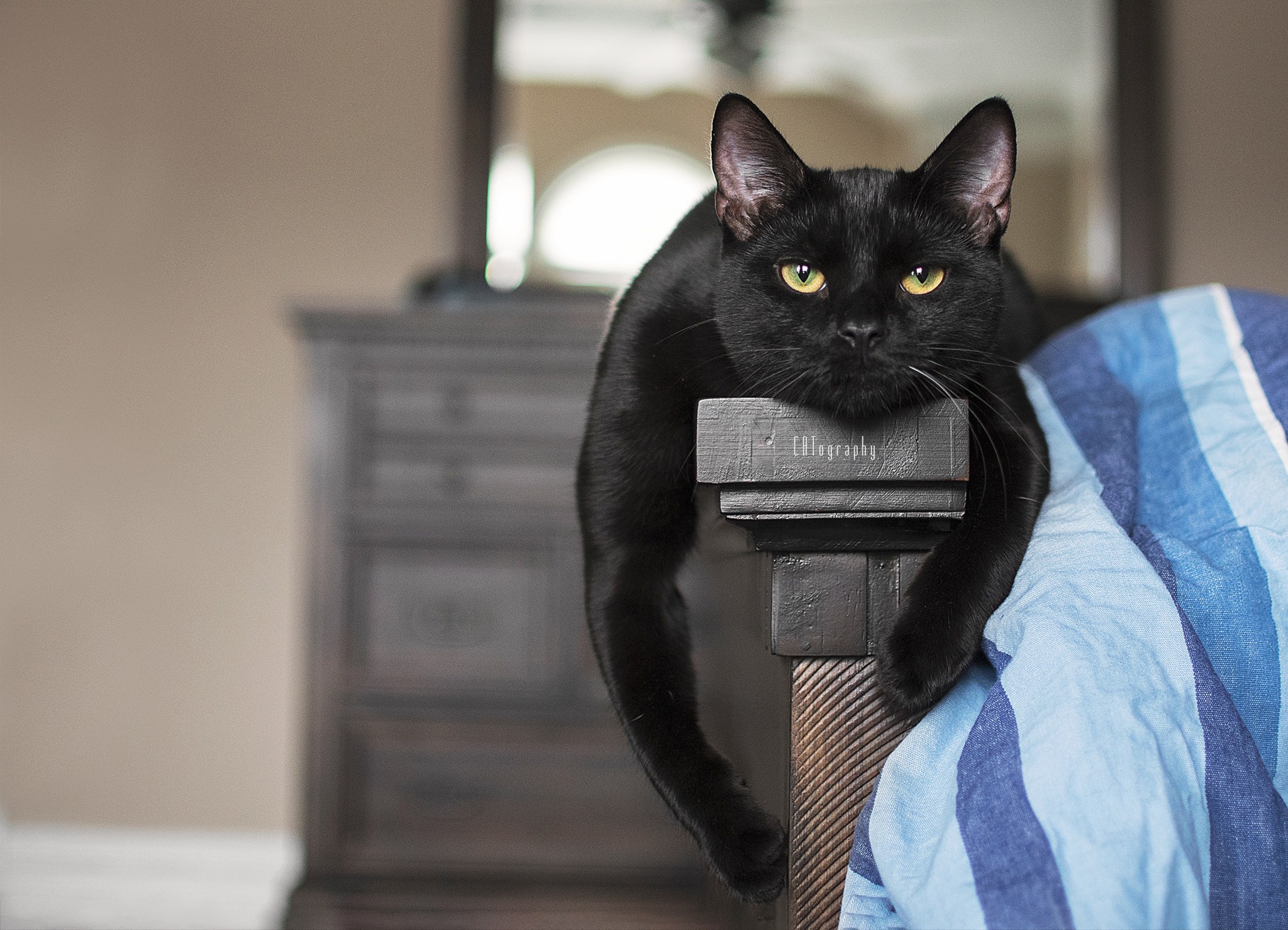 черный кот лежит на диване
