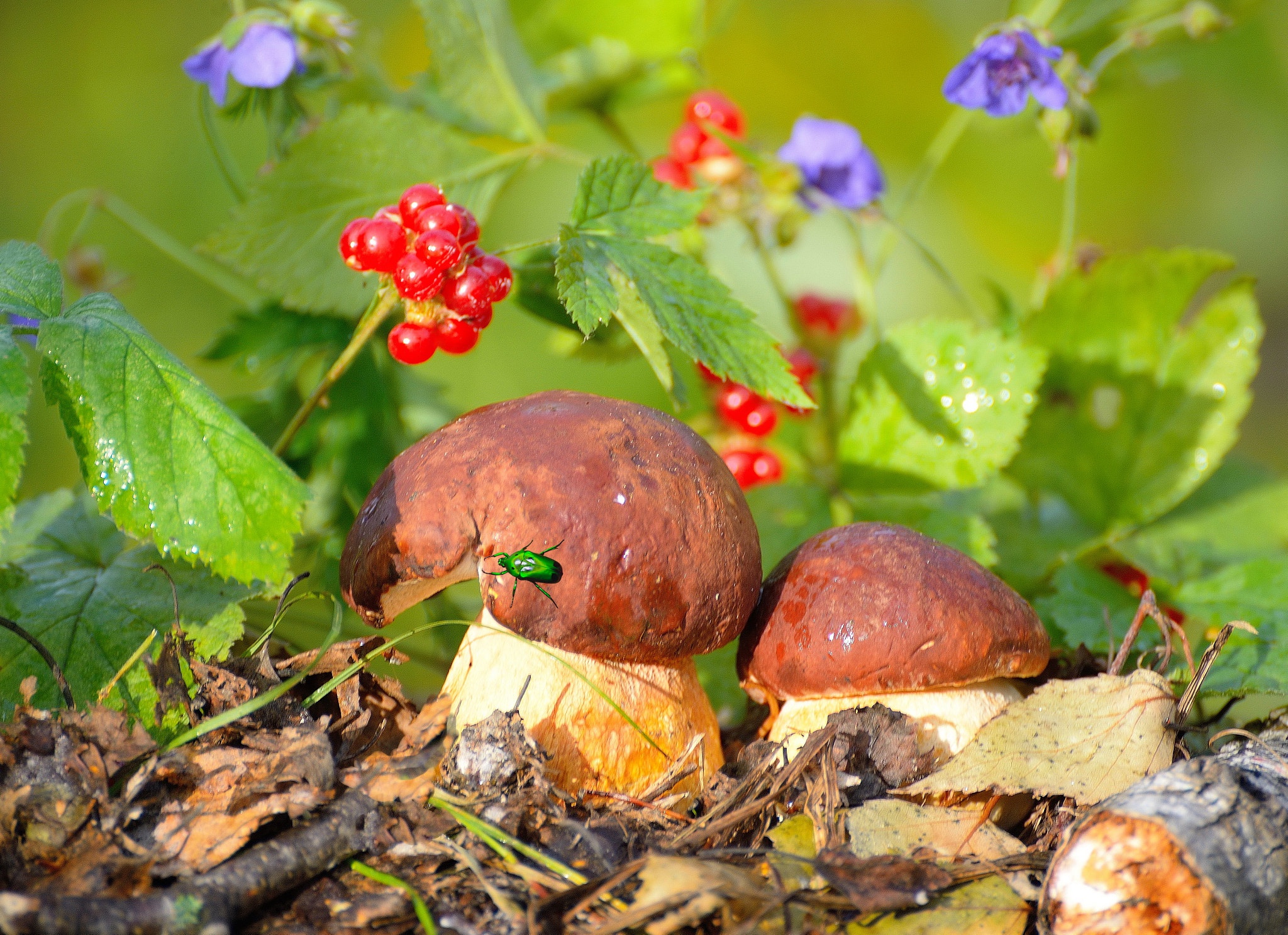Свежие грибы и ягоды. Осенние грибы. Осень грибы. Грибы в осеннем лесу. Лес грибы ягоды.