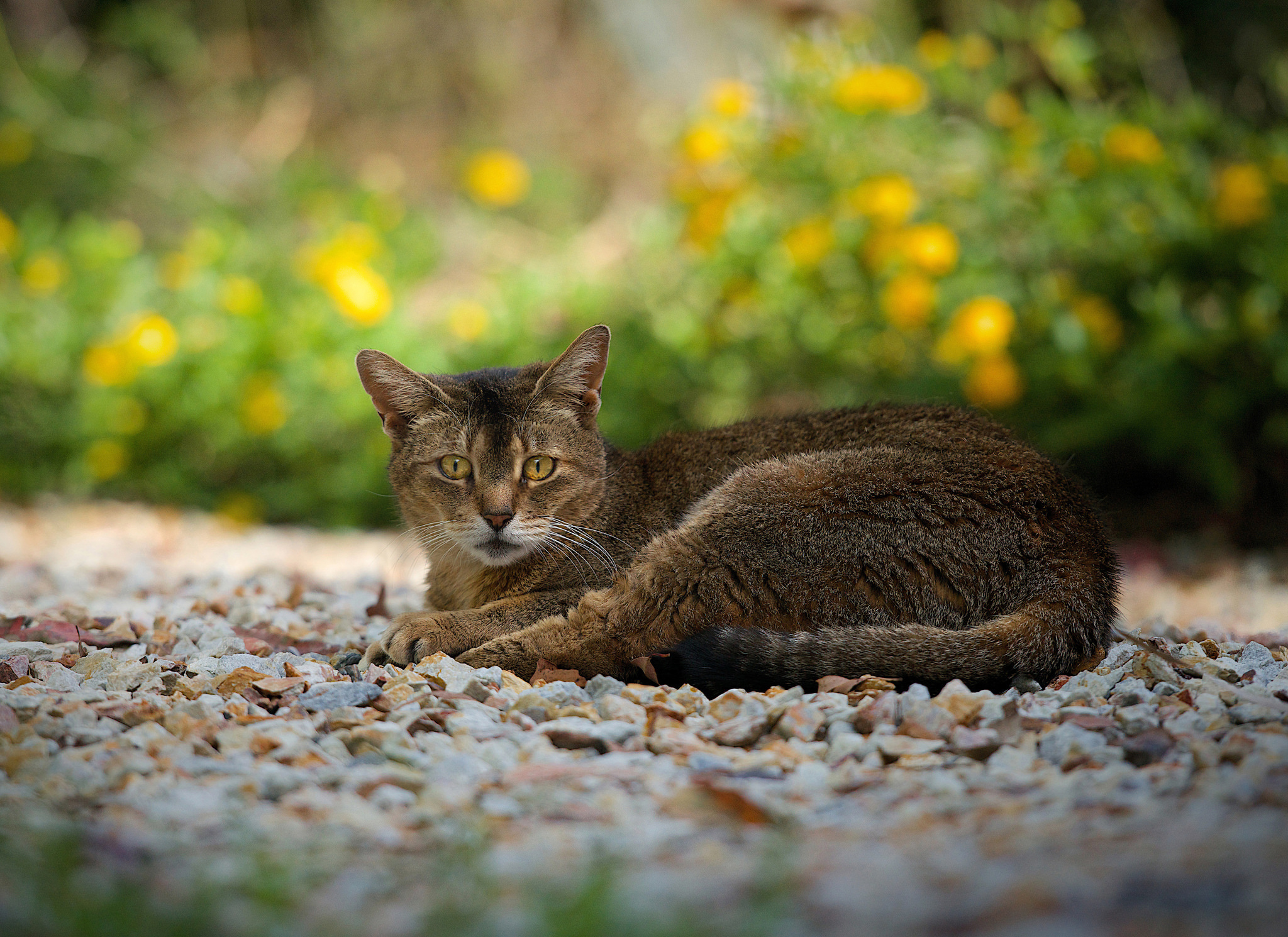 Животное котик