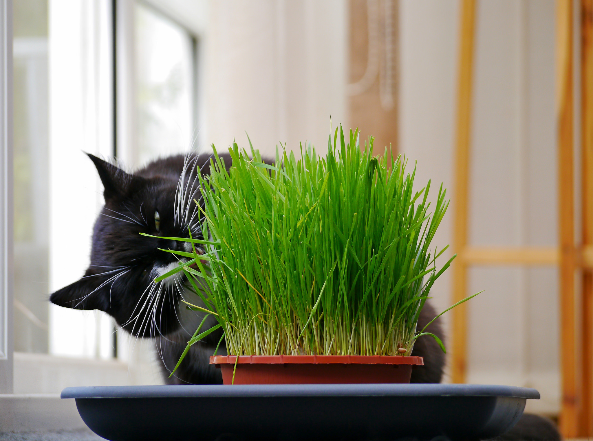 Растение на корм домашним животным. Травка для кошек пророщенная. Кошачья микрозелень. Овес для кошек. Овес пророщенный для кошек.